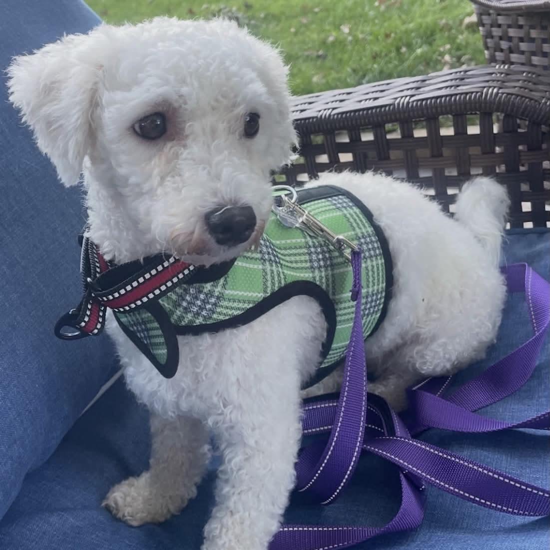Enlarge Eva, a Adoptable Miniature Poodle in Verona, NJ image 2/5