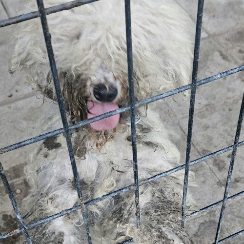 Enlarge Eva, a Adoptable Miniature Poodle in Verona, NJ image 3/5