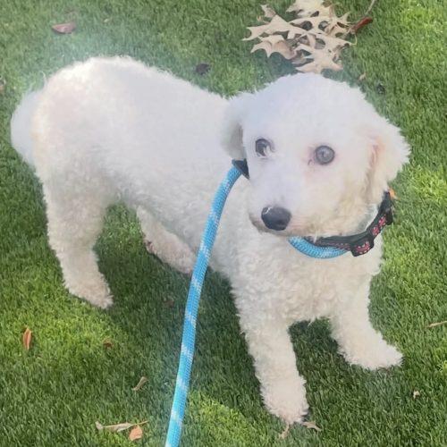 Enlarge Eva, a Adoptable Miniature Poodle in Verona, NJ image 4/5