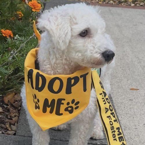 Enlarge Eva, a Adoptable Miniature Poodle in Verona, NJ image 5/5