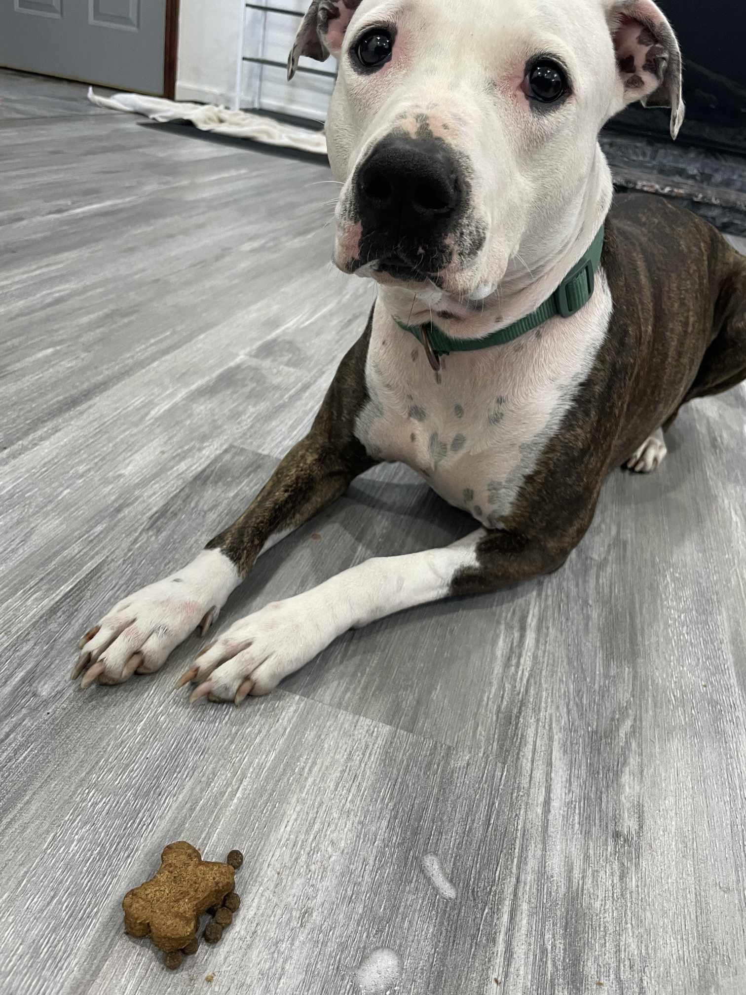 Mysti, Adopted, Adult Female Terrier.