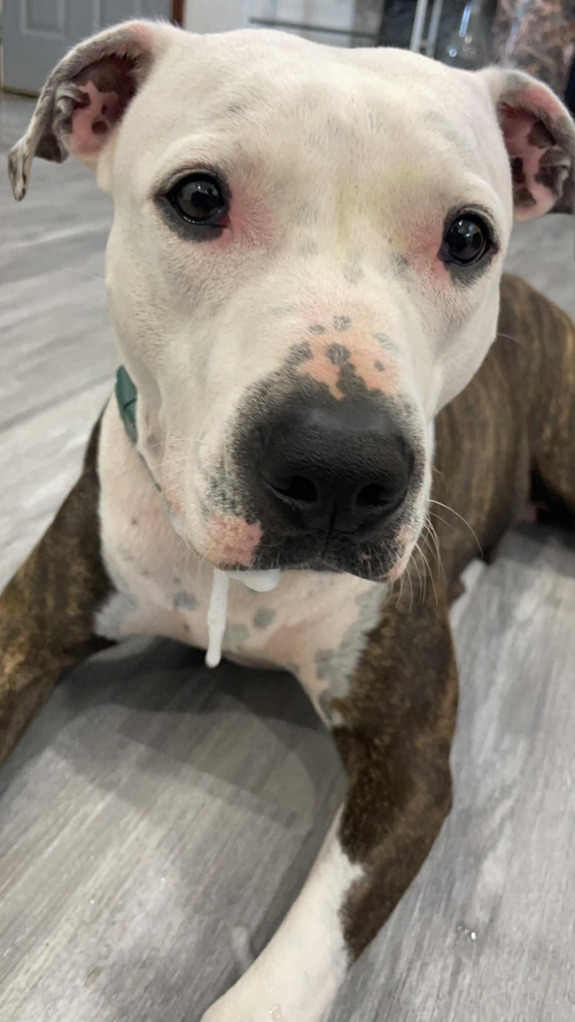 Enlarge Mysti, a Adopted Terrier in Waterloo, IA image 2/3