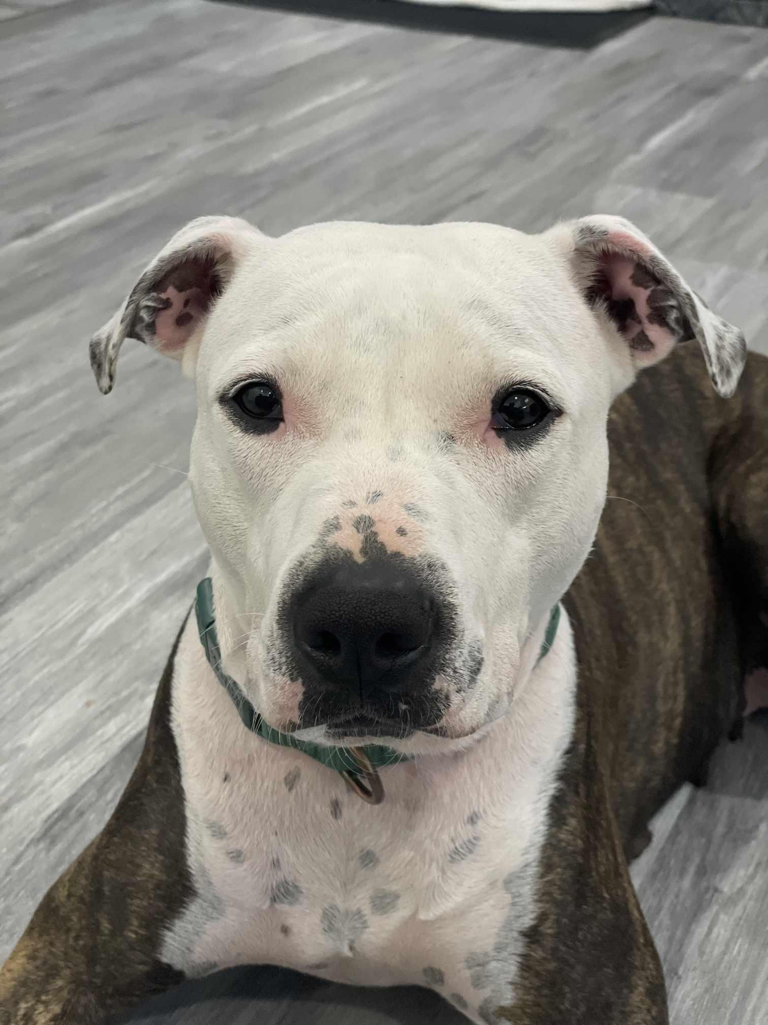 Enlarge Mysti, a Adopted Terrier in Waterloo, IA image 3/3