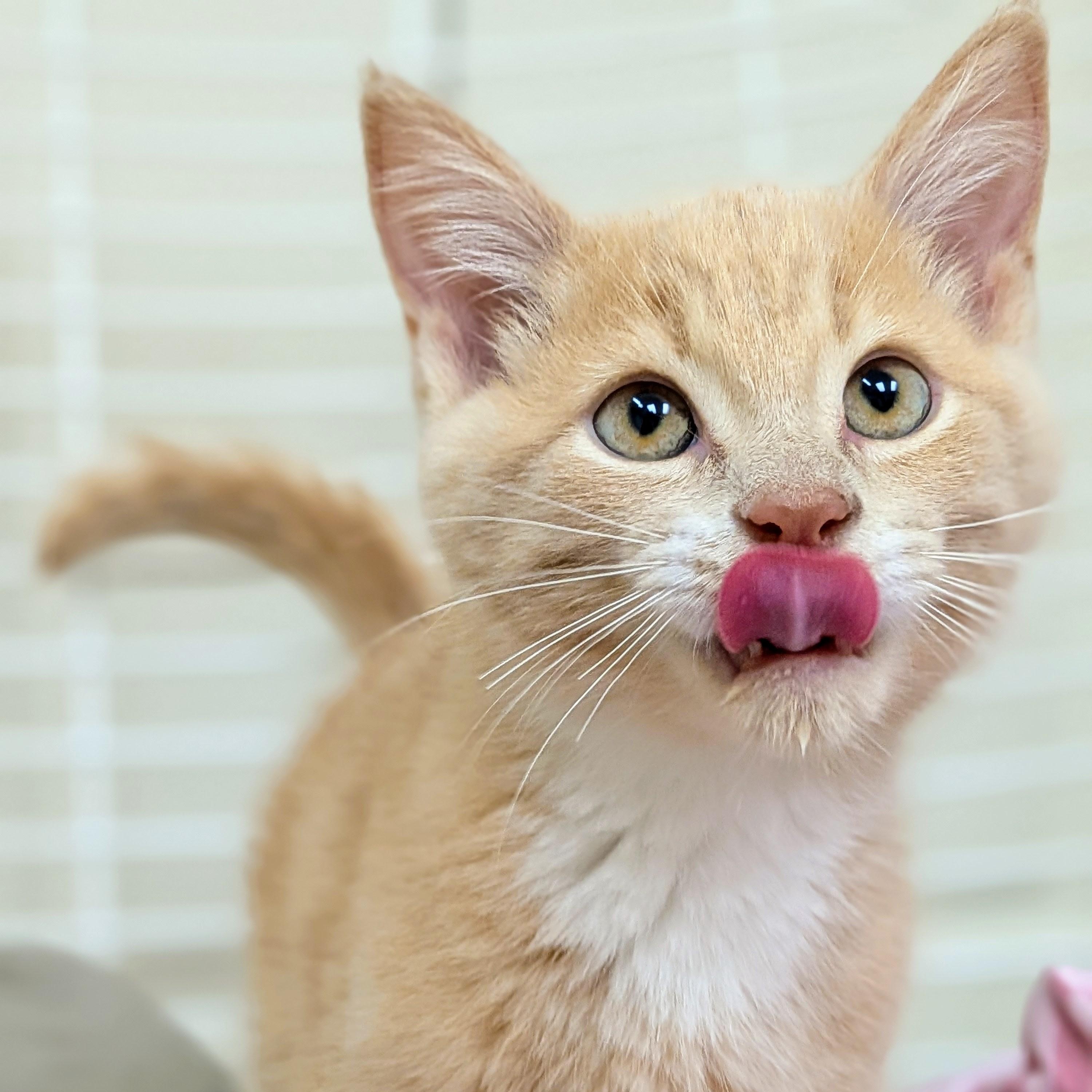 Topaz, Adoptable, Kitten Male Domestic Short Hair.