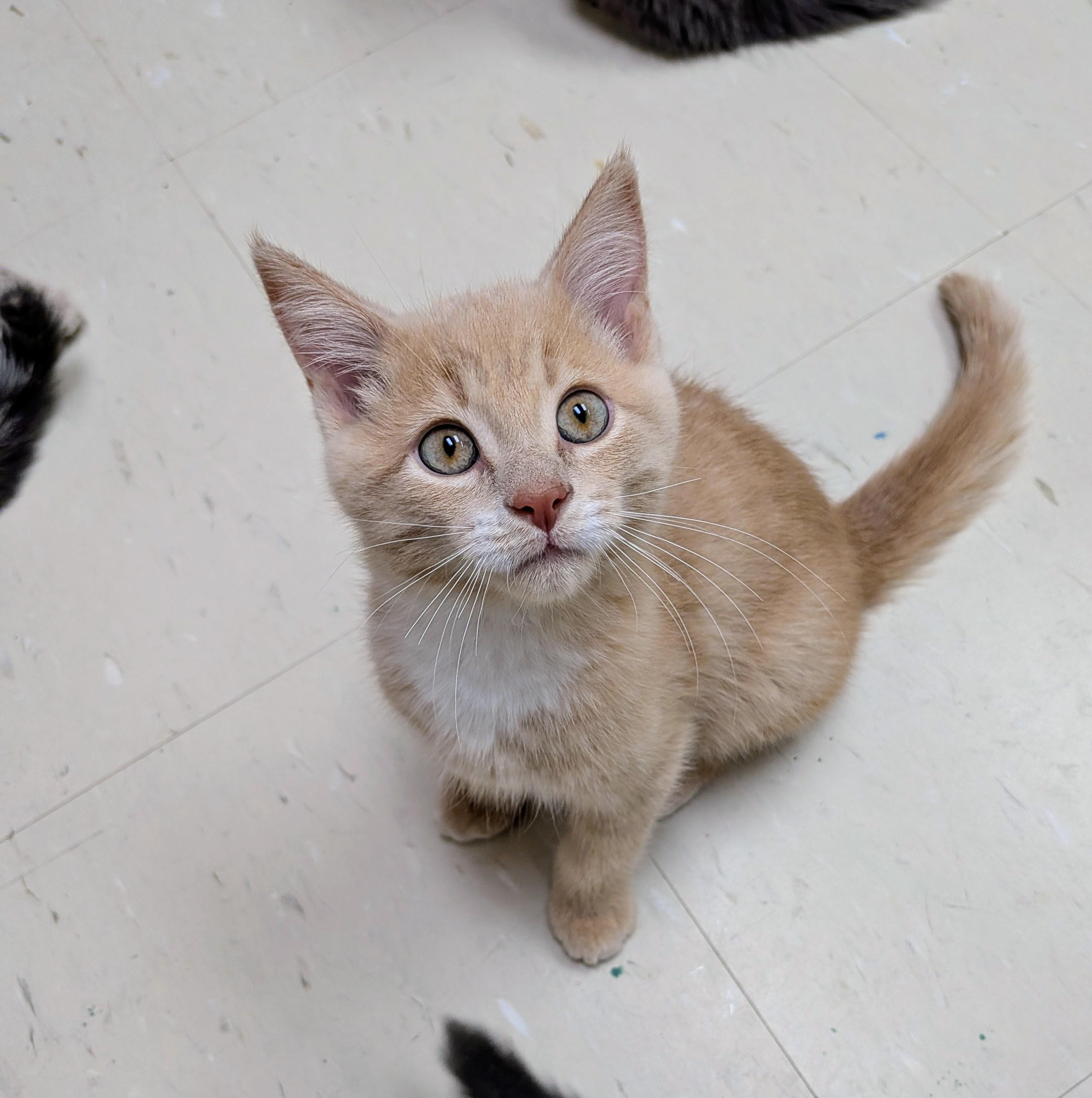 Enlarge Topaz, a Adoptable Domestic Short Hair in Wakefield, QC image 3/4