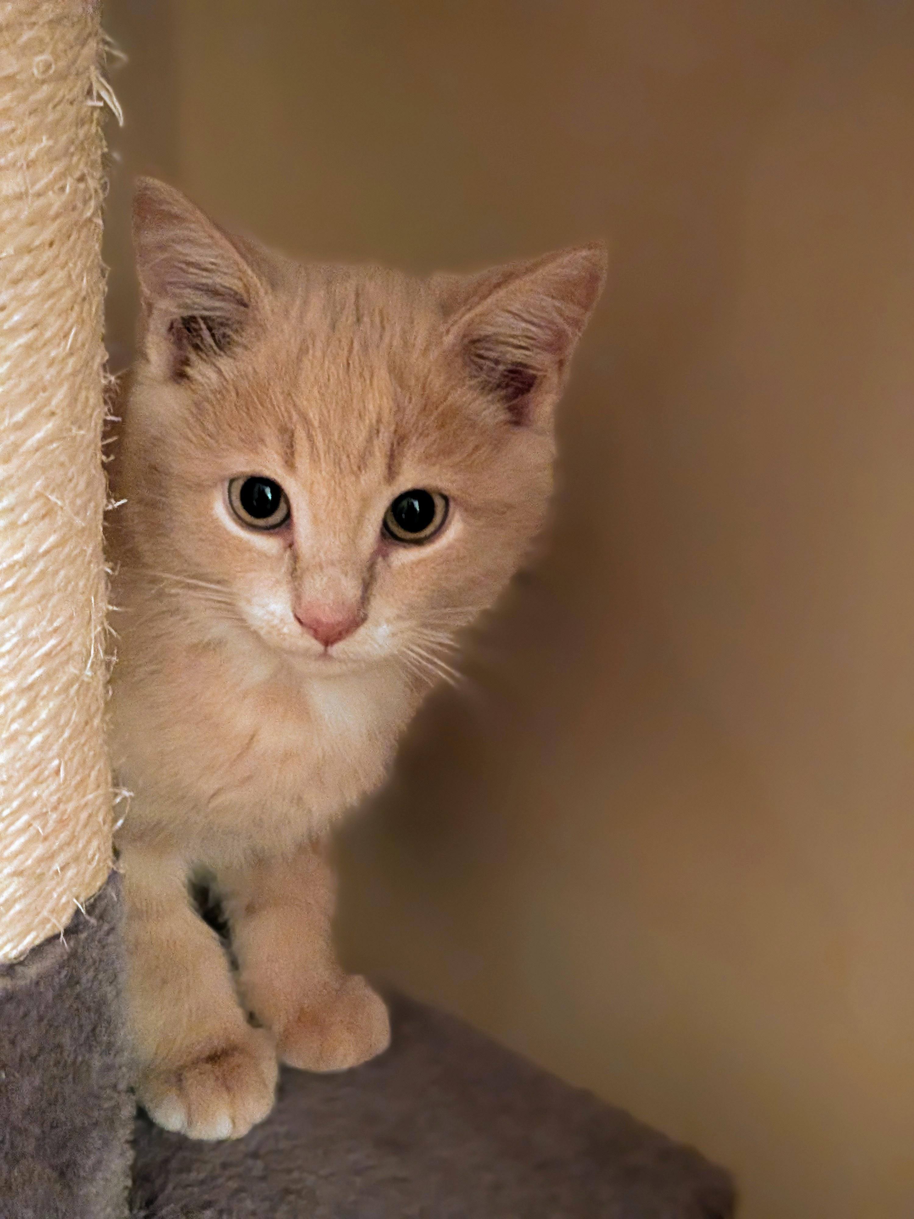 Enlarge Topaz, a Adoptable Domestic Short Hair in Wakefield, QC image 2/4