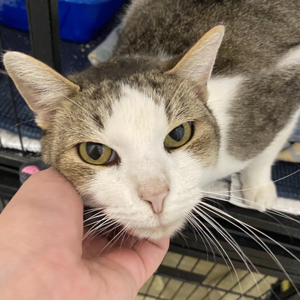 Enlarge Milo, a Adoptable Domestic Short Hair in Fletcher, NC image 2/4
