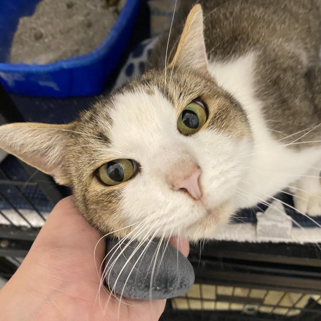 Enlarge Milo, a Adoptable Domestic Short Hair in Fletcher, NC image 3/4