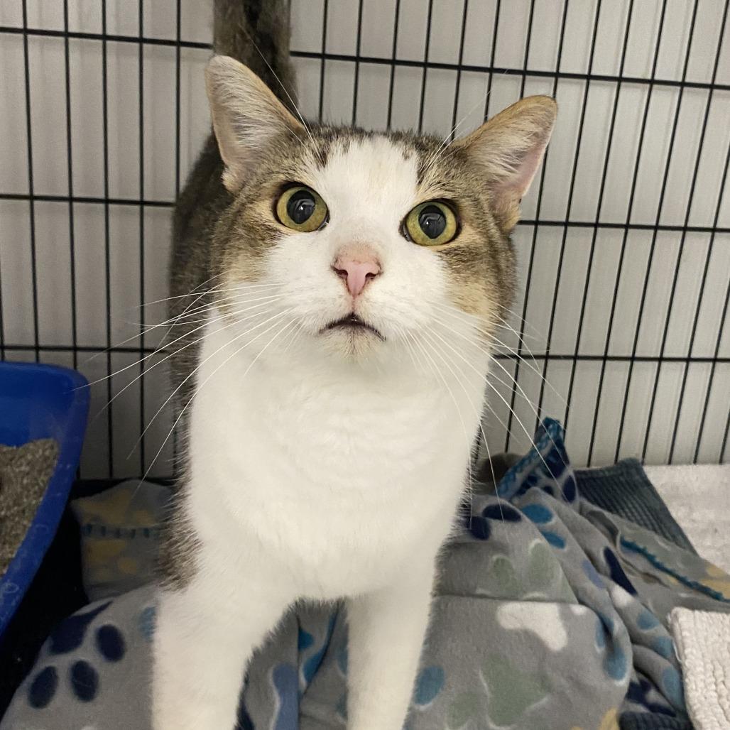 Enlarge Milo, a Adoptable Domestic Short Hair in Fletcher, NC image 4/4