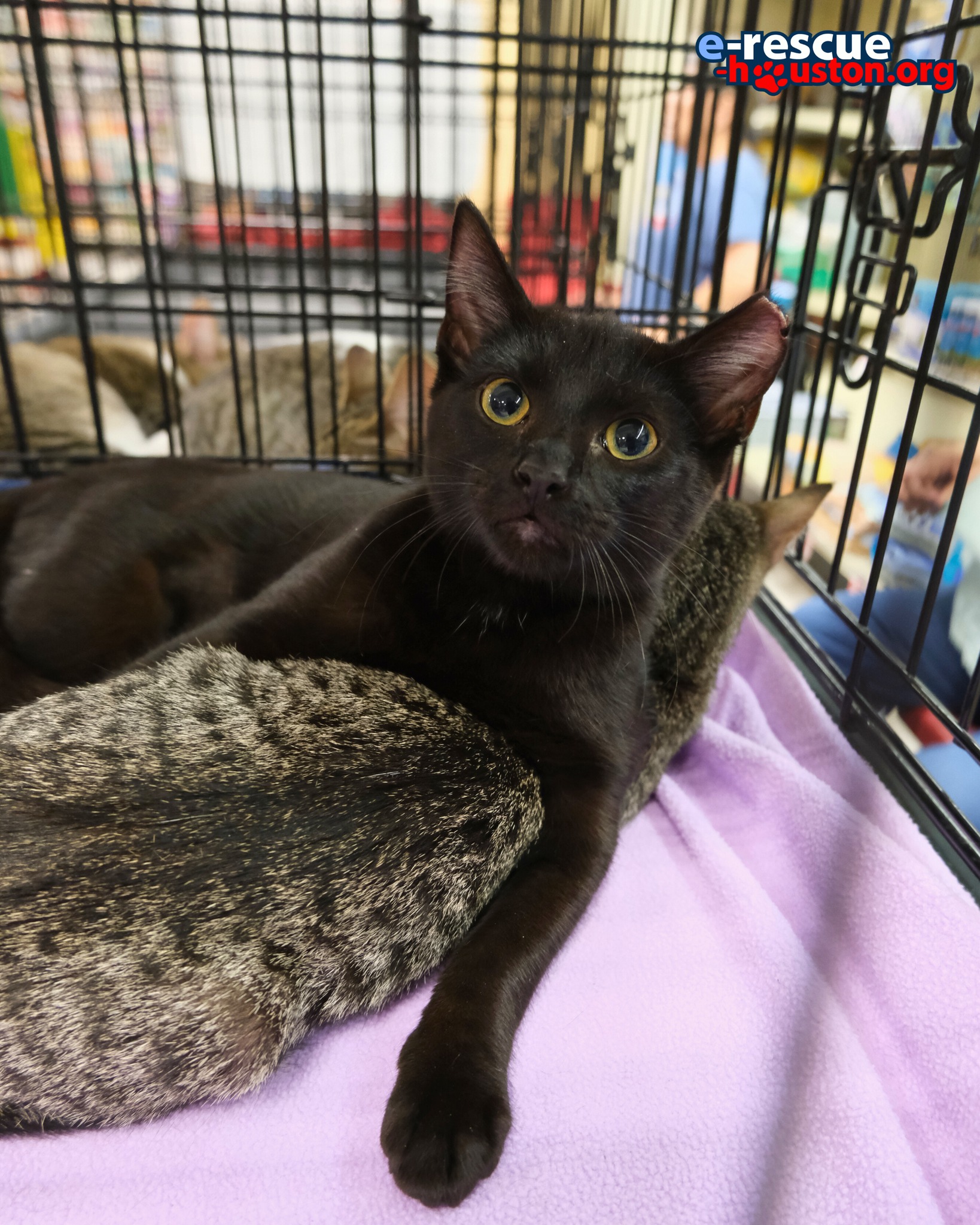 Cat for adoption Laverne and Shirley, a Domestic Short Hair Mix in