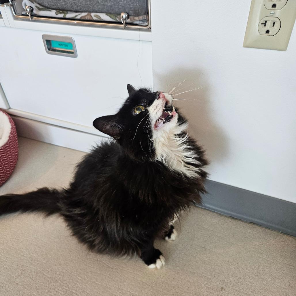 Babs, Adoptable, Senior Female Domestic Medium Hair.