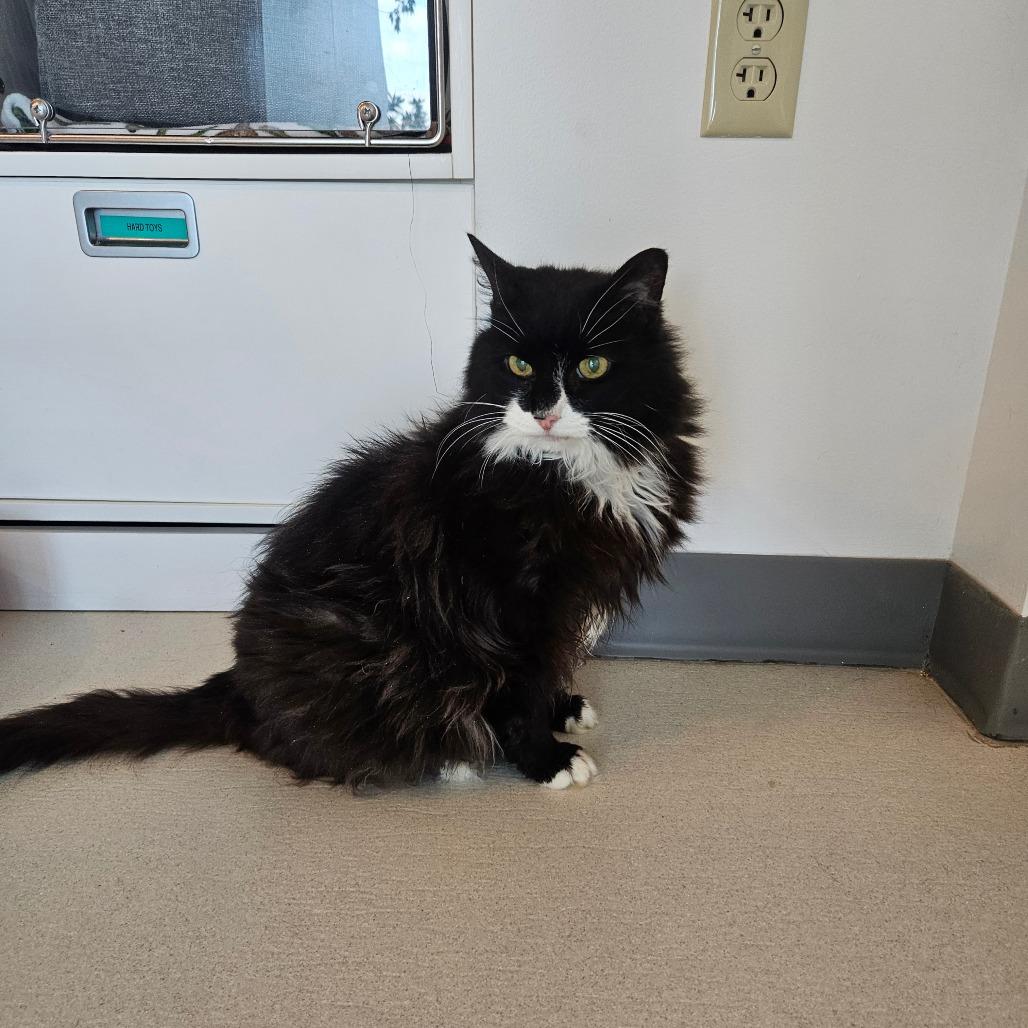 Enlarge Babs, a Adoptable Domestic Medium Hair in Warwick, RI image 2/3