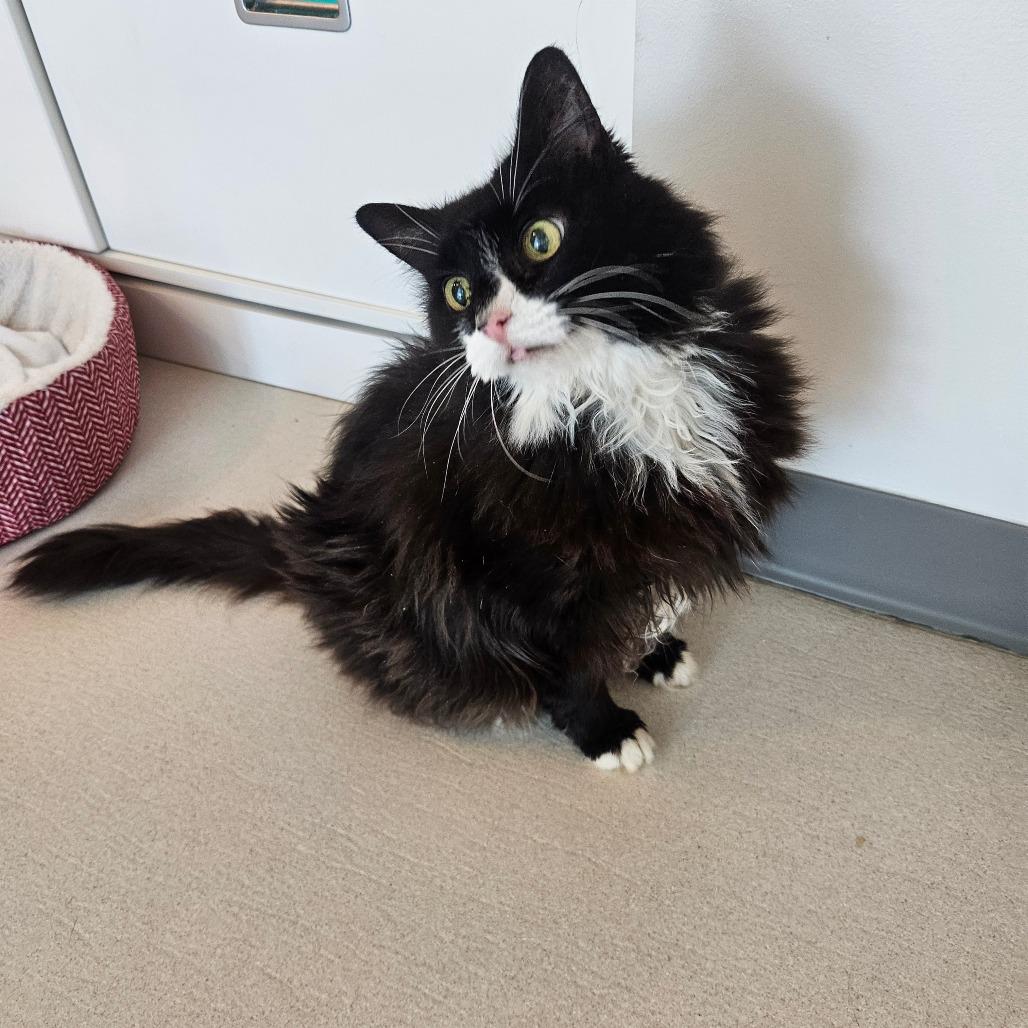 Enlarge Babs, a Adoptable Domestic Medium Hair in Warwick, RI image 3/3