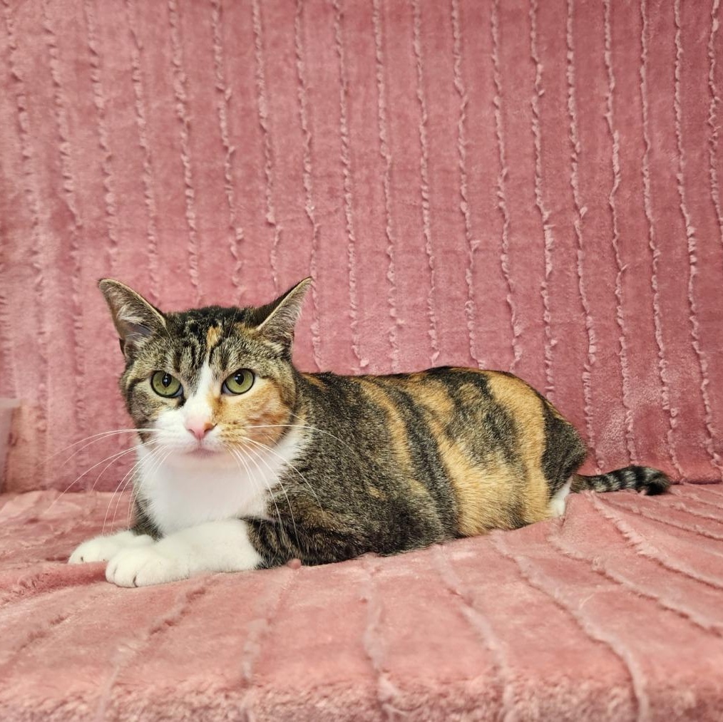 Mucku, adopted, Adult Female Domestic Short Hair.