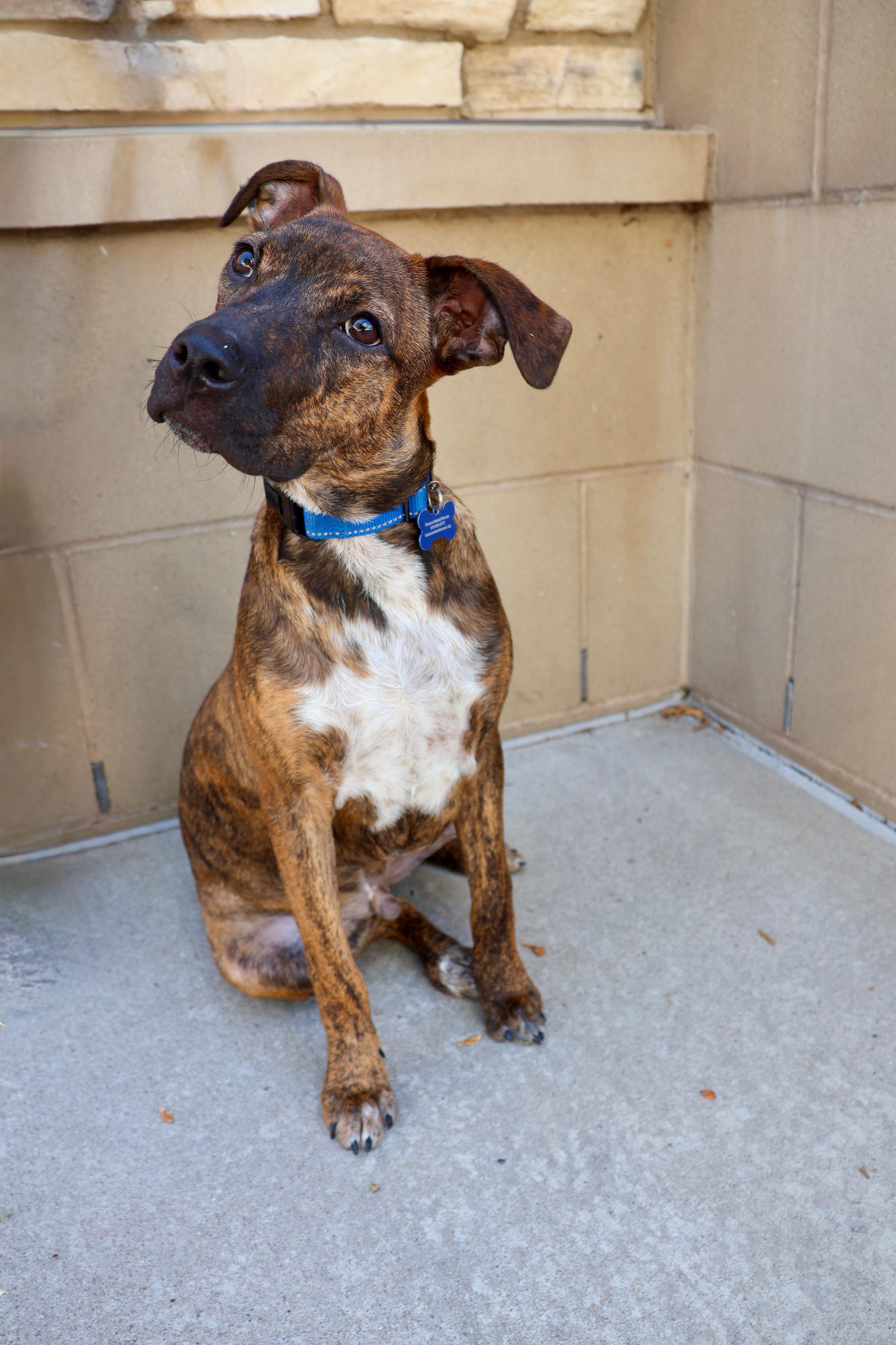 Dexter, a ADOPTABLE mixed breed in Fort Collins, CO image 5/6