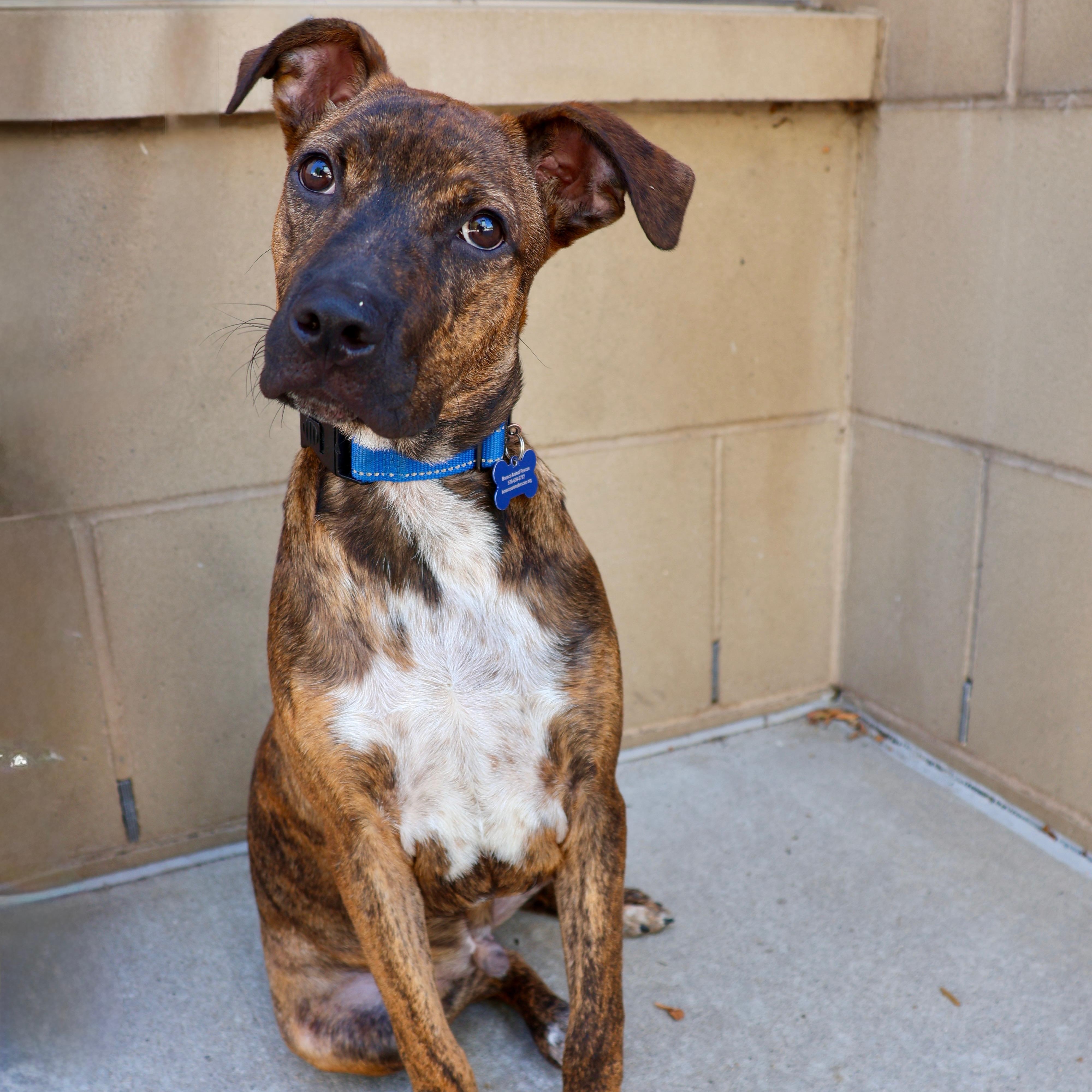 Dexter, ADOPTABLE, Puppy Male Pit Bull Terrier.