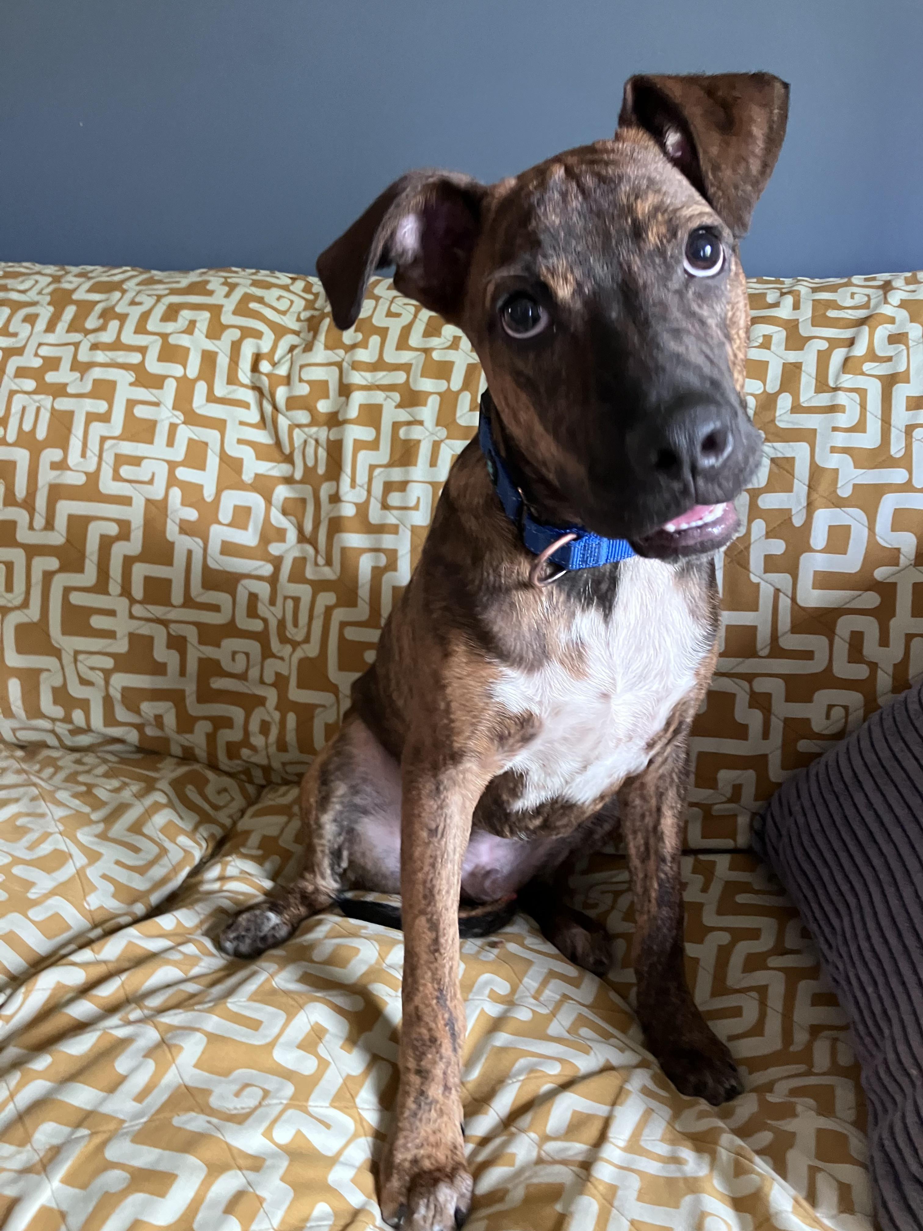 Dexter, a ADOPTABLE mixed breed in Fort Collins, CO image 4/6