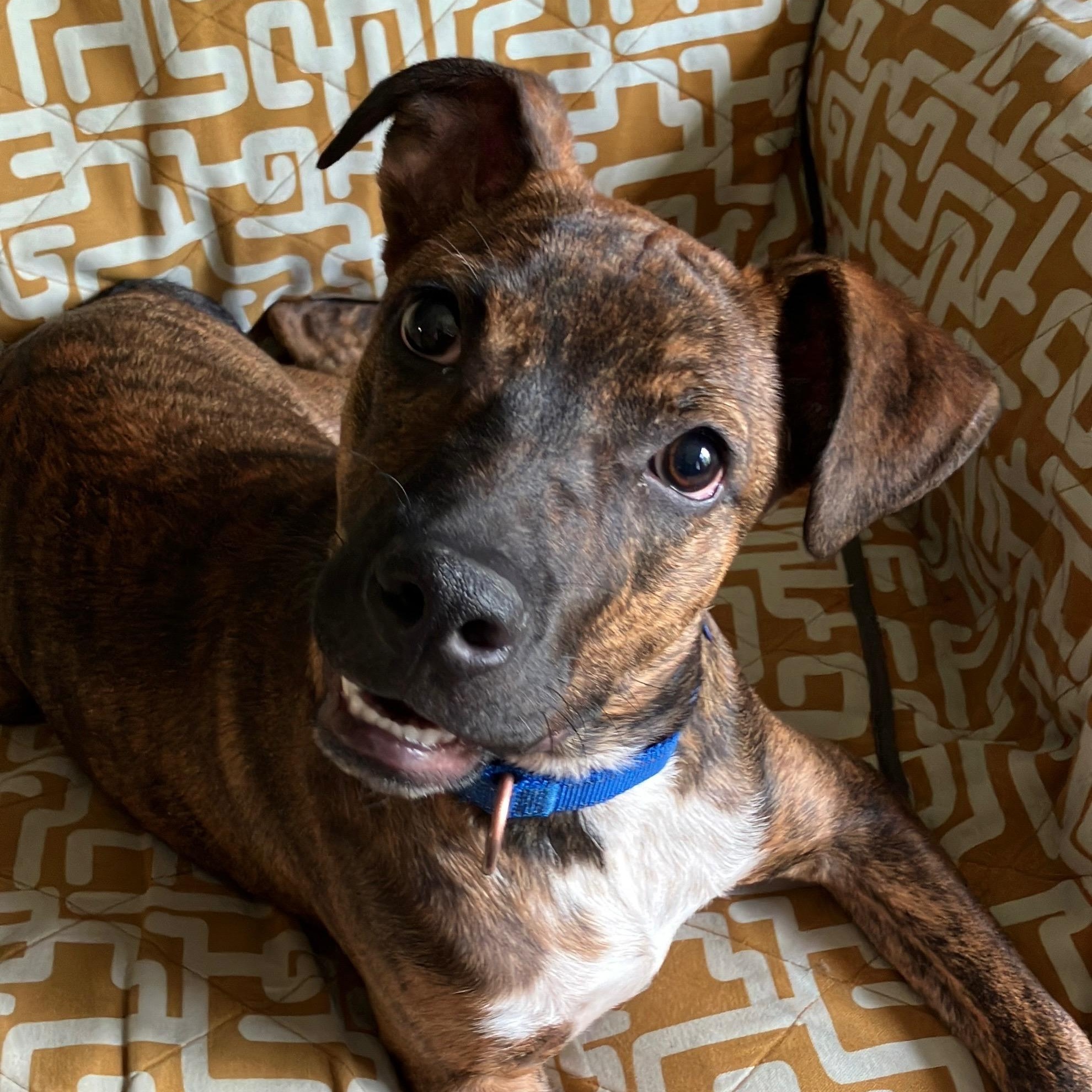 Dexter, a ADOPTABLE mixed breed in Fort Collins, CO image 2/6