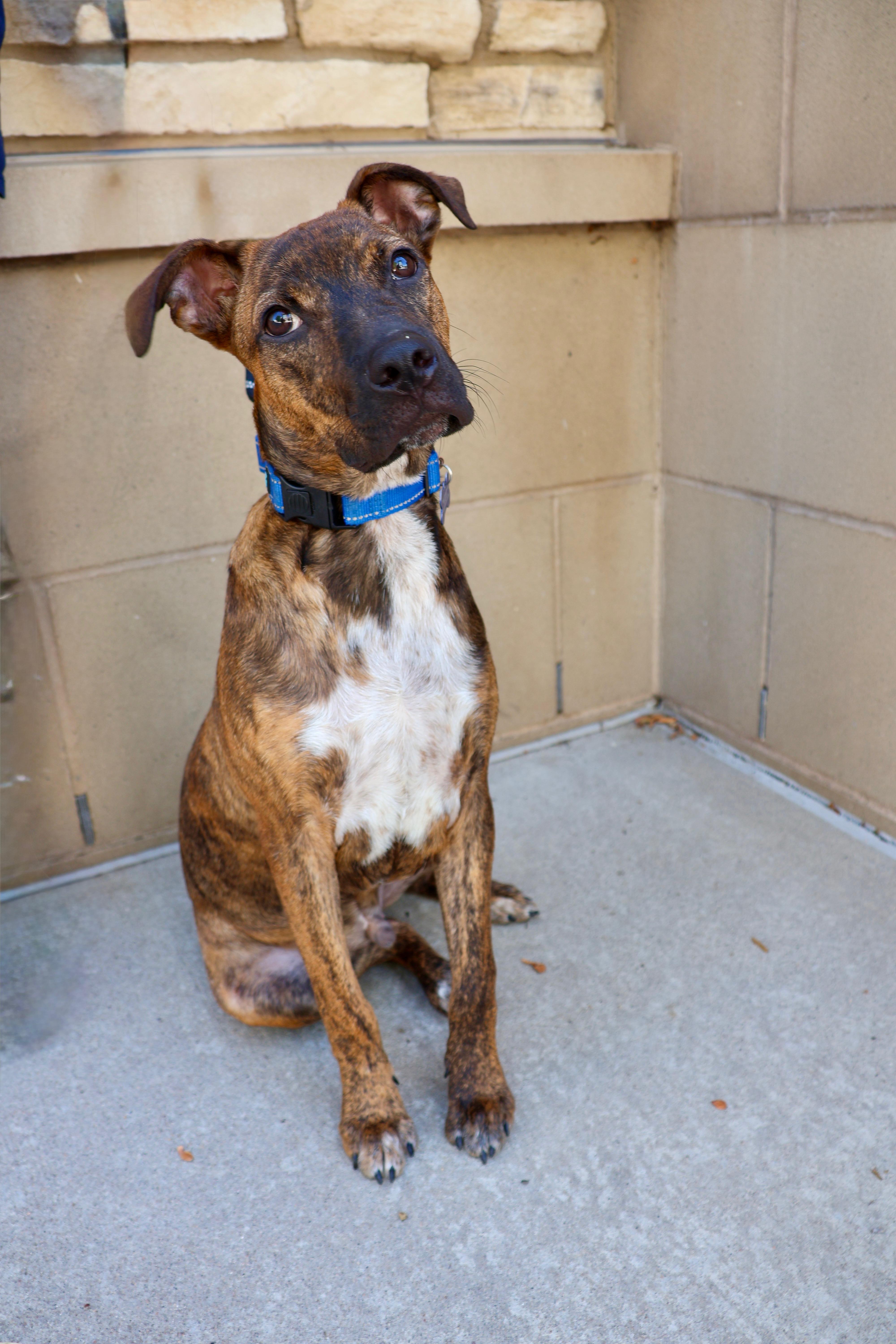 Dexter, a ADOPTABLE mixed breed in Fort Collins, CO image 3/6