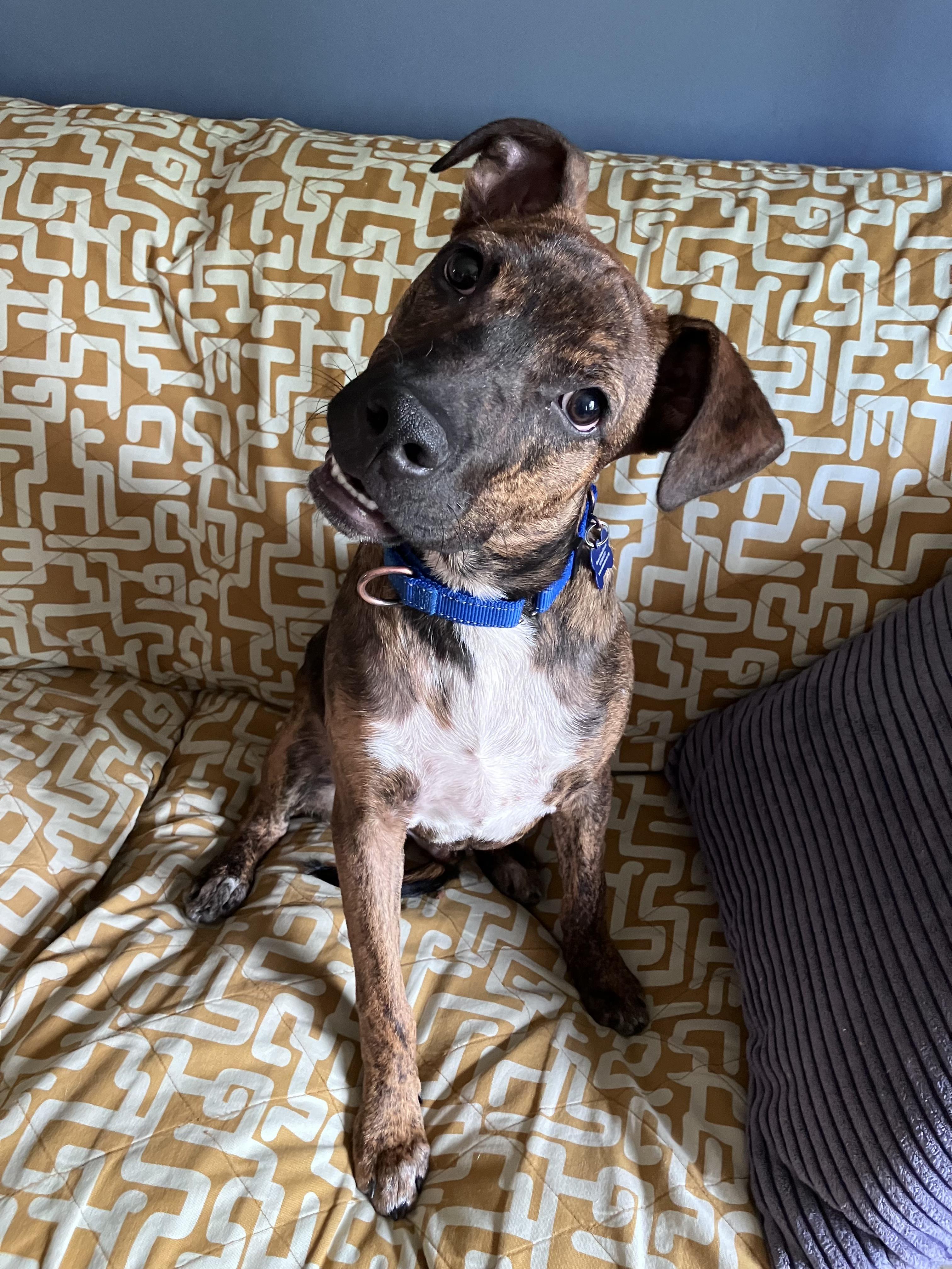 Dexter, a ADOPTABLE mixed breed in Fort Collins, CO image 6/6