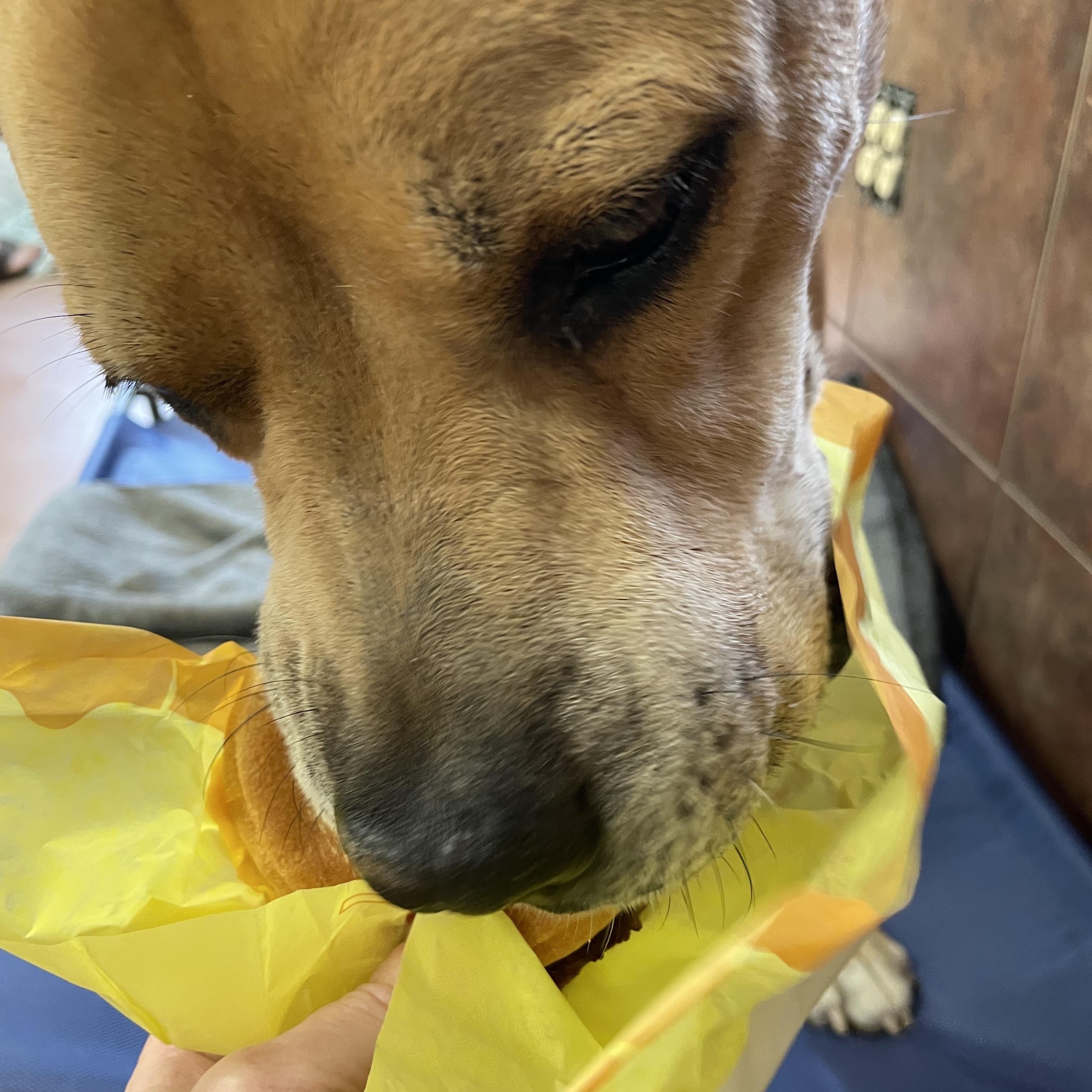 Enlarge Hercules, a Adoptable mixed breed in Heber Springs, AR image 6/6