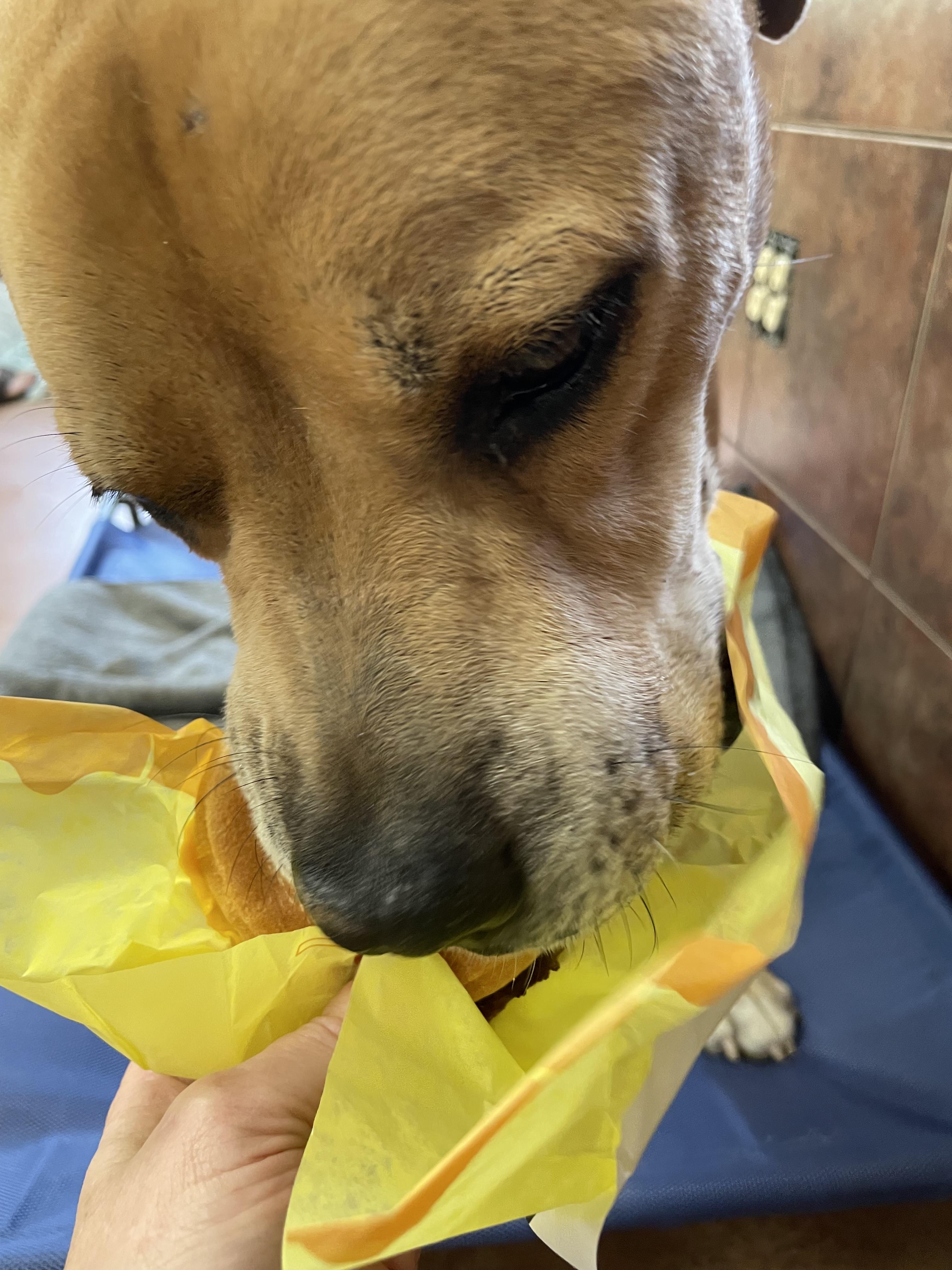 Hercules, a Adoptable mixed breed in Heber Springs, AR image 1/6