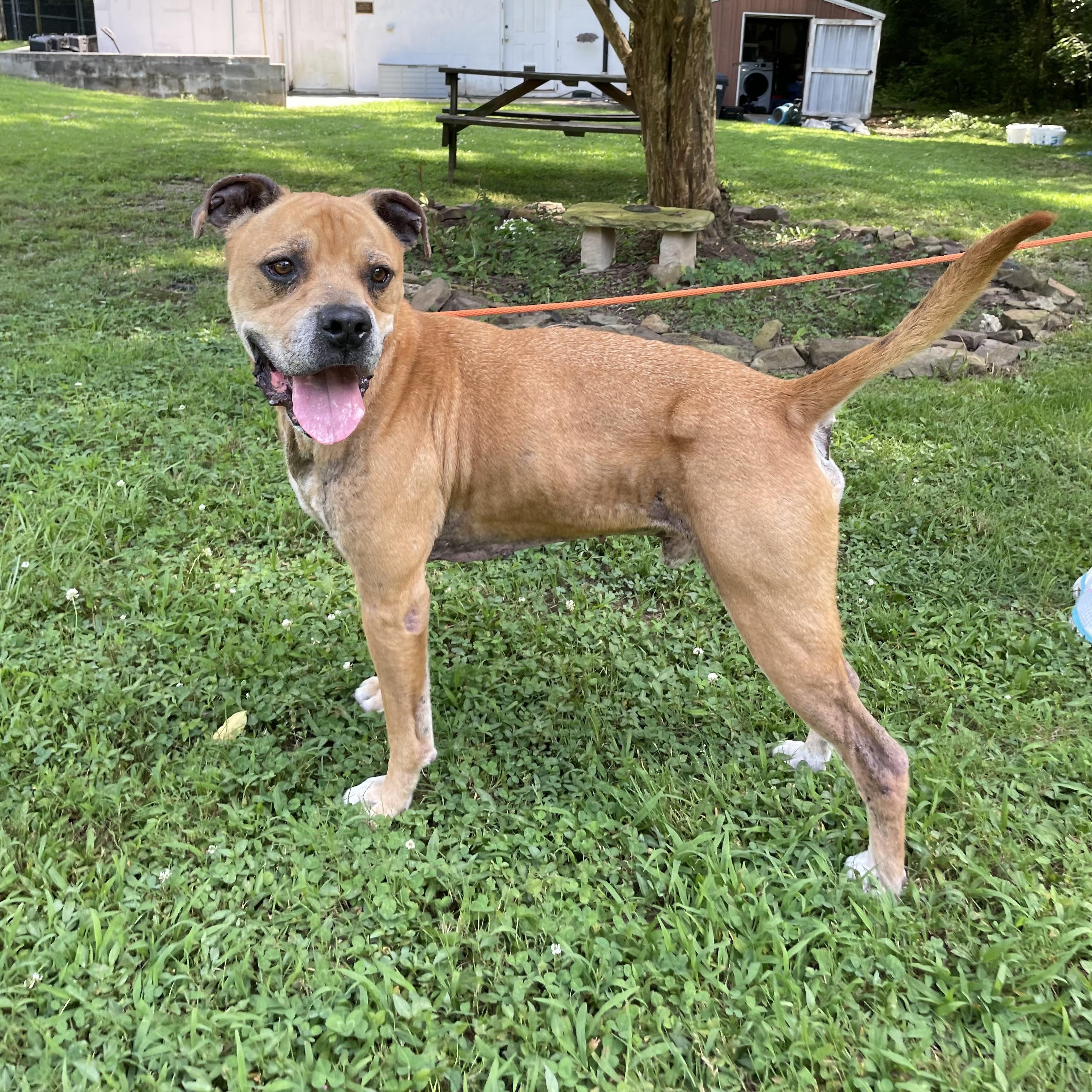 Hercules, a Adoptable mixed breed in Heber Springs, AR image 5/6
