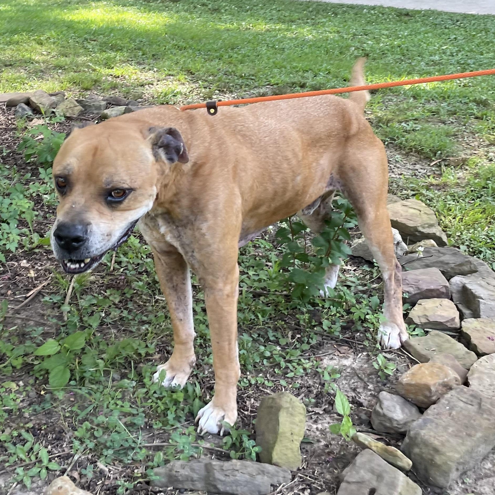 Hercules, a Adoptable mixed breed in Heber Springs, AR image 6/6