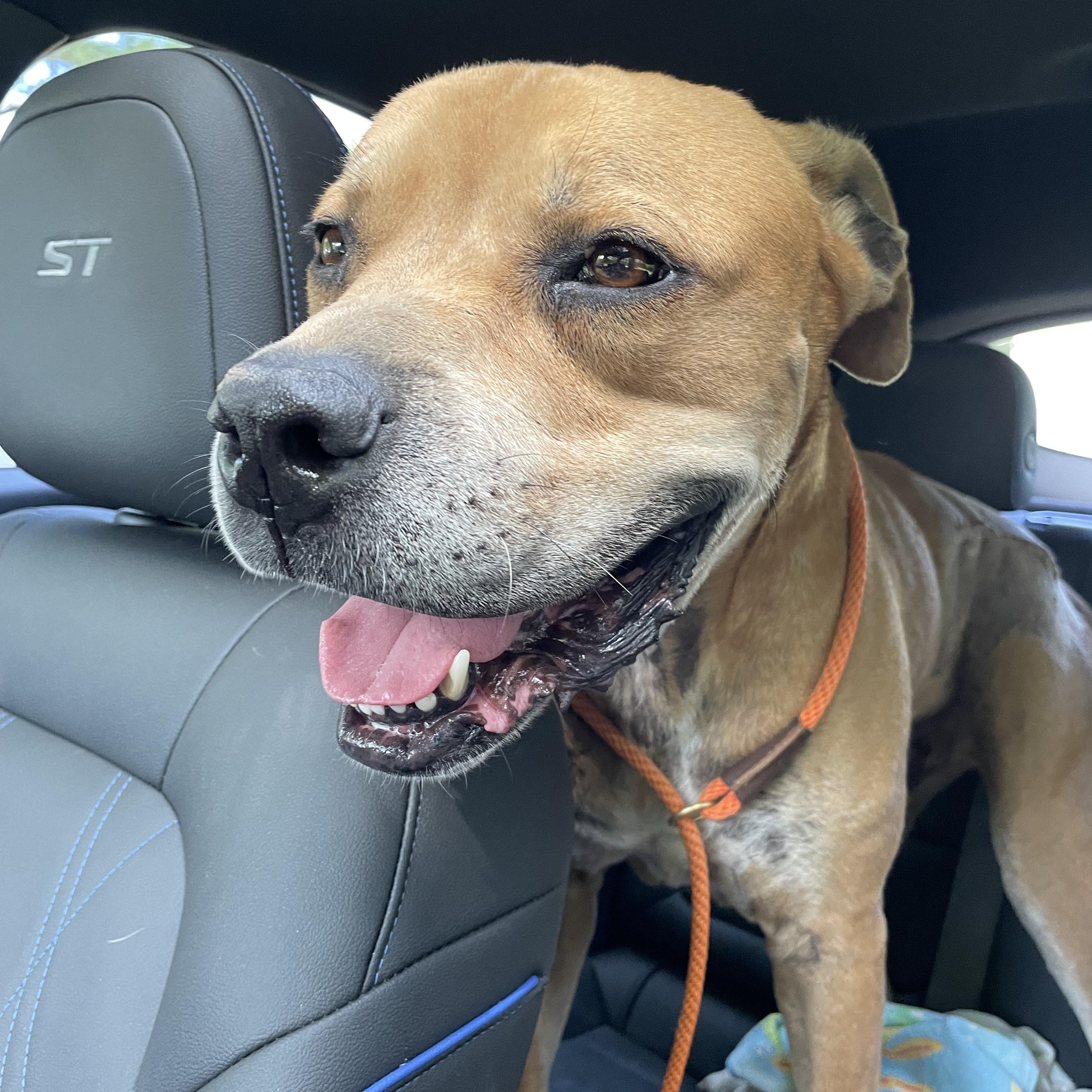 Hercules, a Adoptable mixed breed in Heber Springs, AR image 2/6