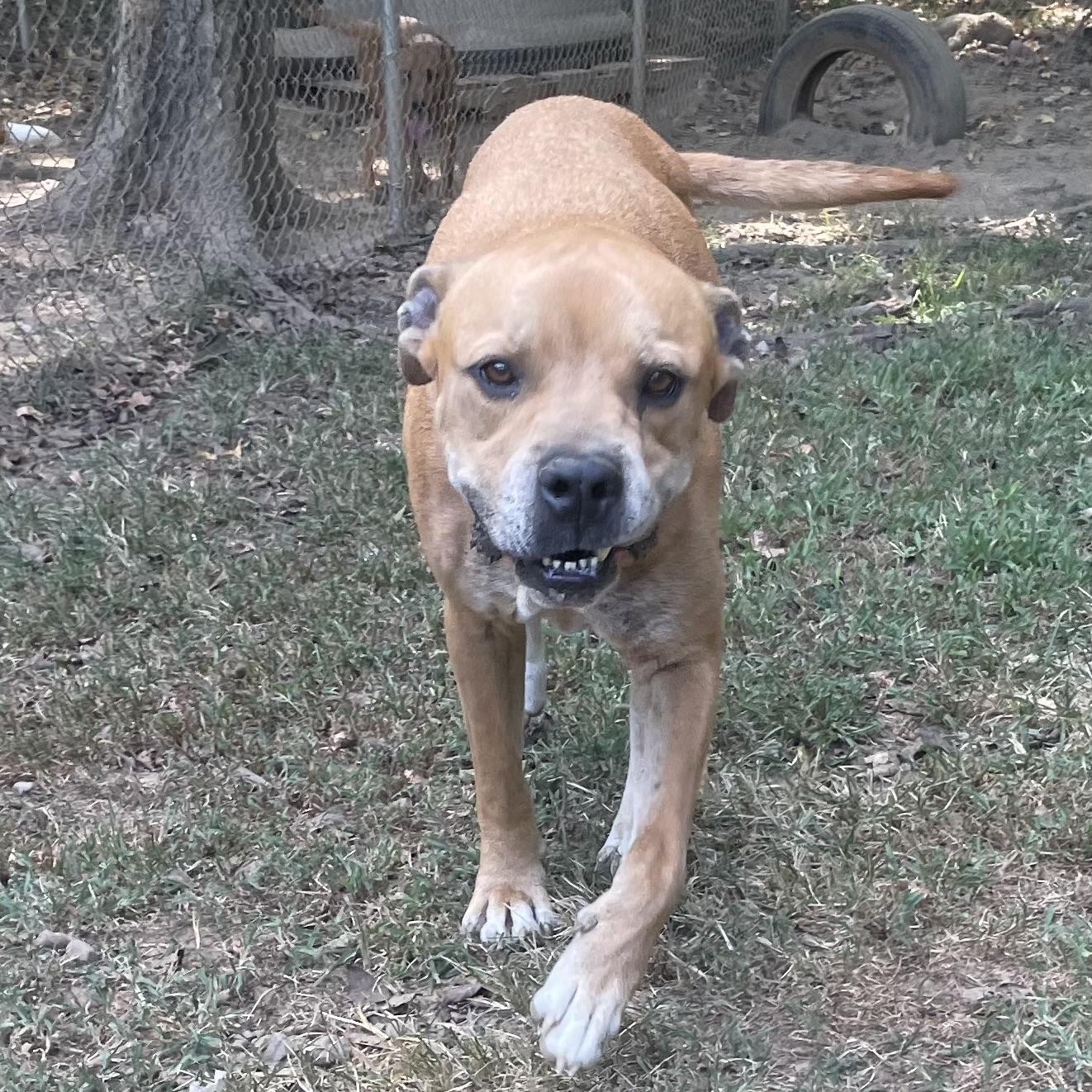 Hercules, a Adoptable mixed breed in Heber Springs, AR image 3/6