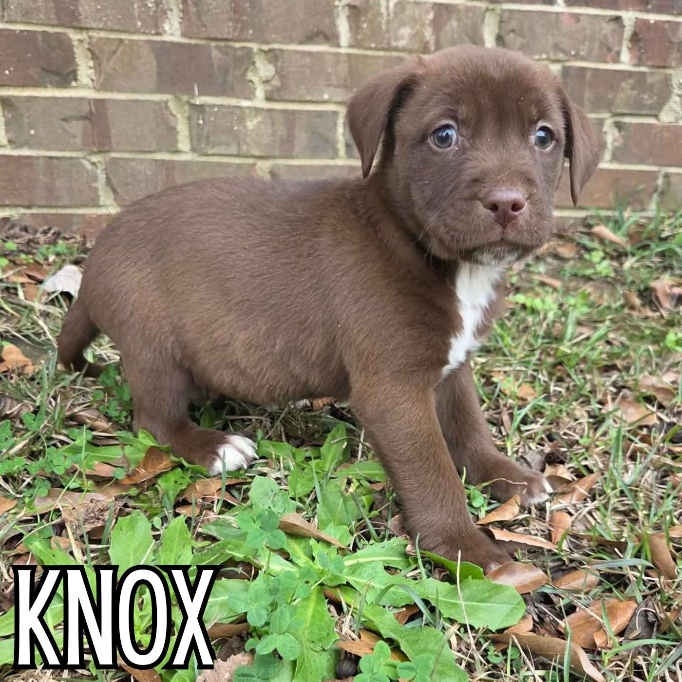 Knox