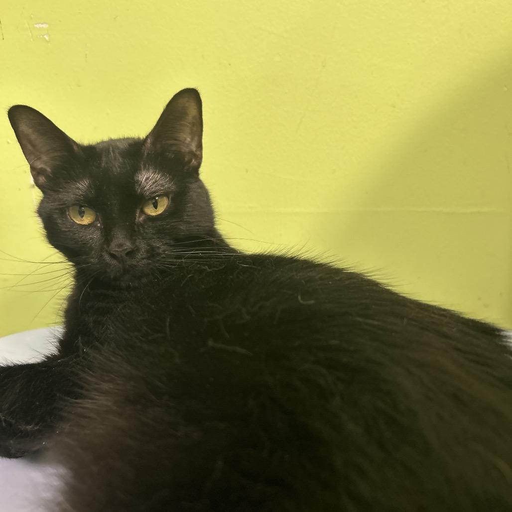 Radiohead, Adoptable, Young Male Domestic Short Hair.