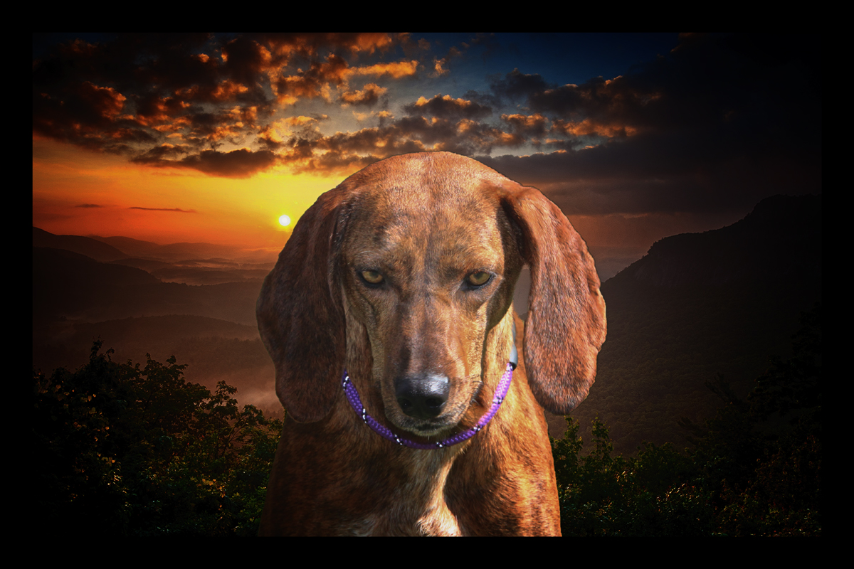 Louise, a Adoptable mixed breed in Enoree, SC image 1/5