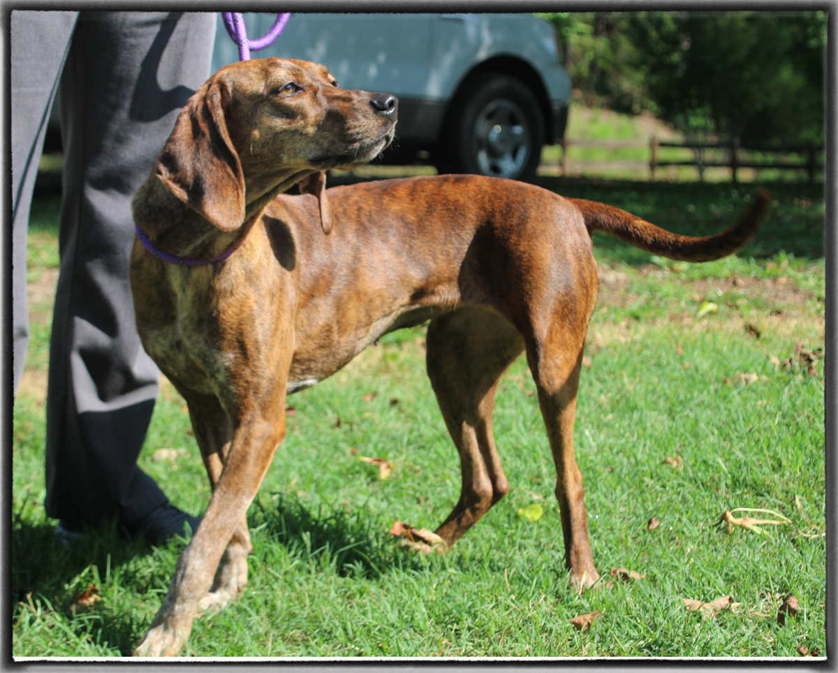 Louise, a Adoptable mixed breed in Enoree, SC image 2/5
