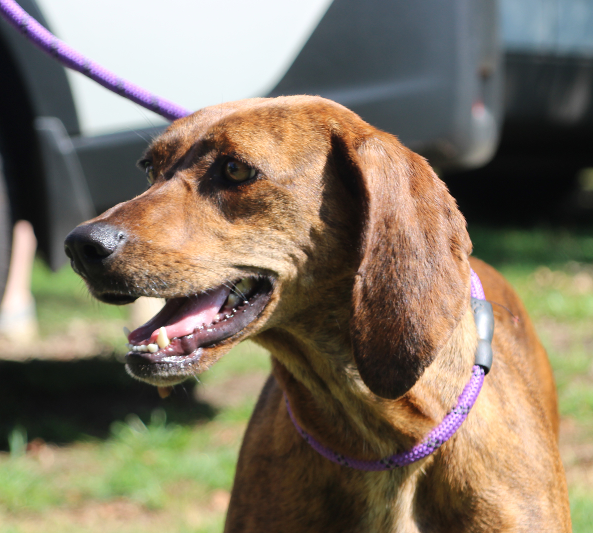 Louise, a Adoptable mixed breed in Enoree, SC image 3/5