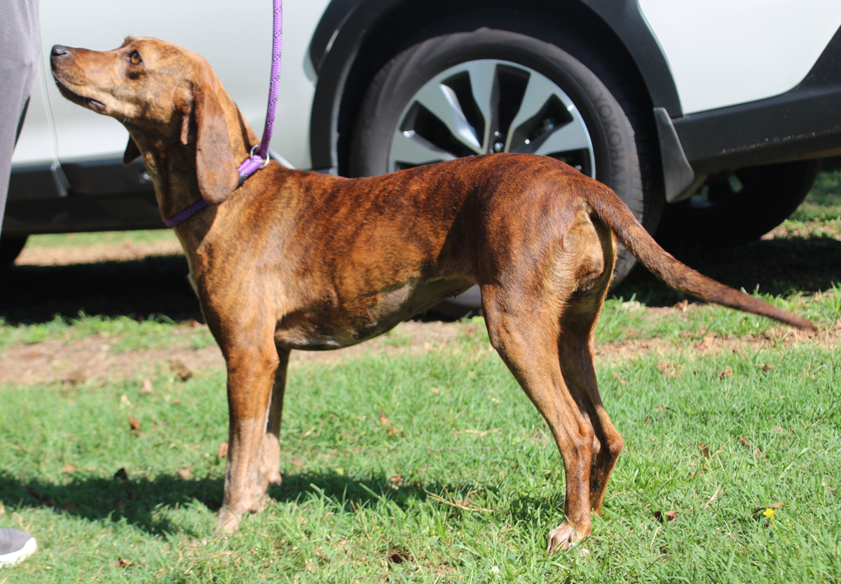 Louise, a Adoptable mixed breed in Enoree, SC image 4/5
