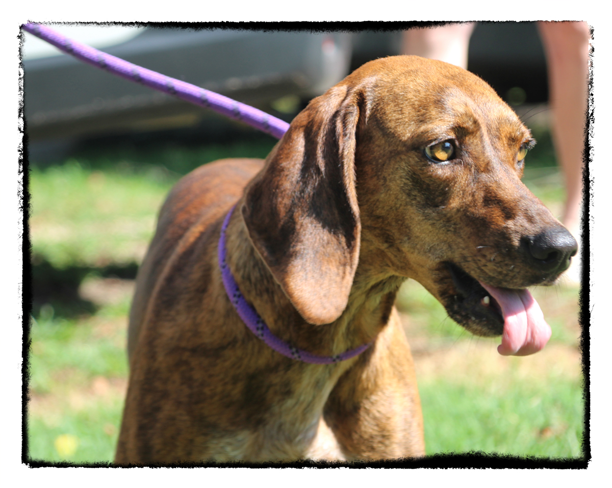 Louise, a Adoptable mixed breed in Enoree, SC image 5/5