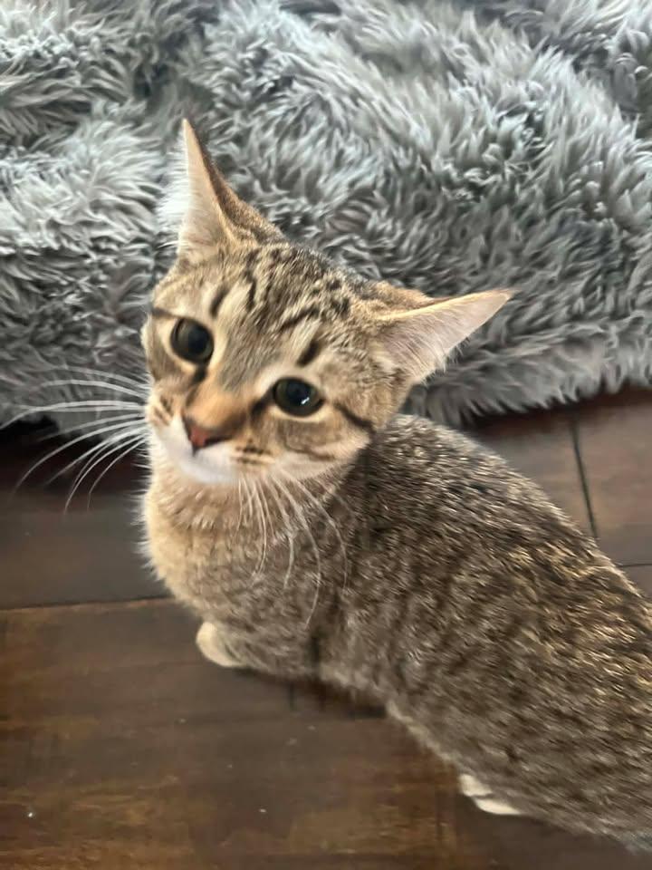 Enlarge Praline, an adopted Domestic Short Hair in Anjou, QC image 2/2