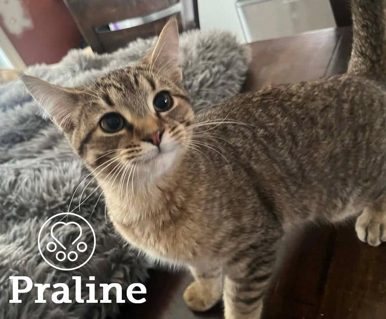 Enlarge Praline, an adopted Domestic Short Hair in Anjou, QC image 1/2
