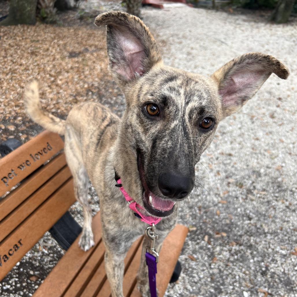 Veve, Adoptable, Young Female Mixed Breed.