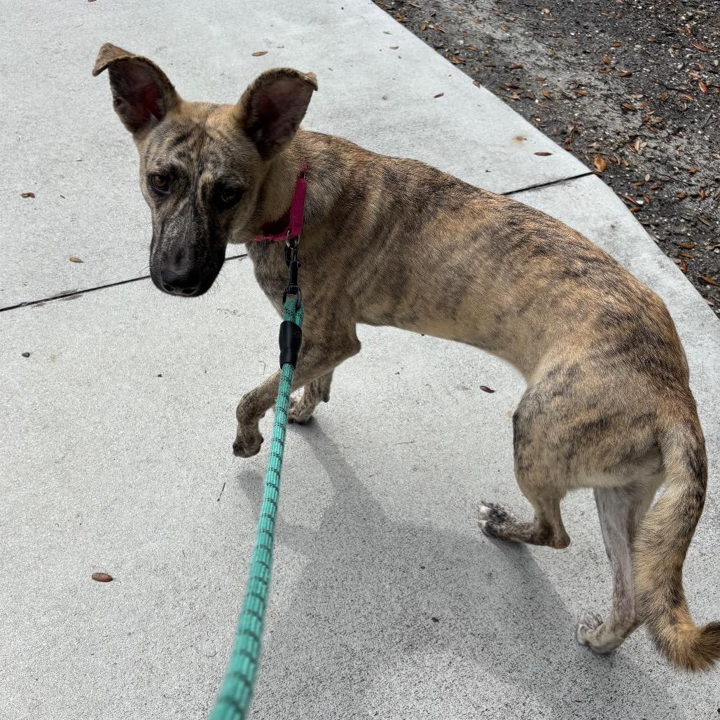 Veve, Adoptable, Young Female Mixed Breed.