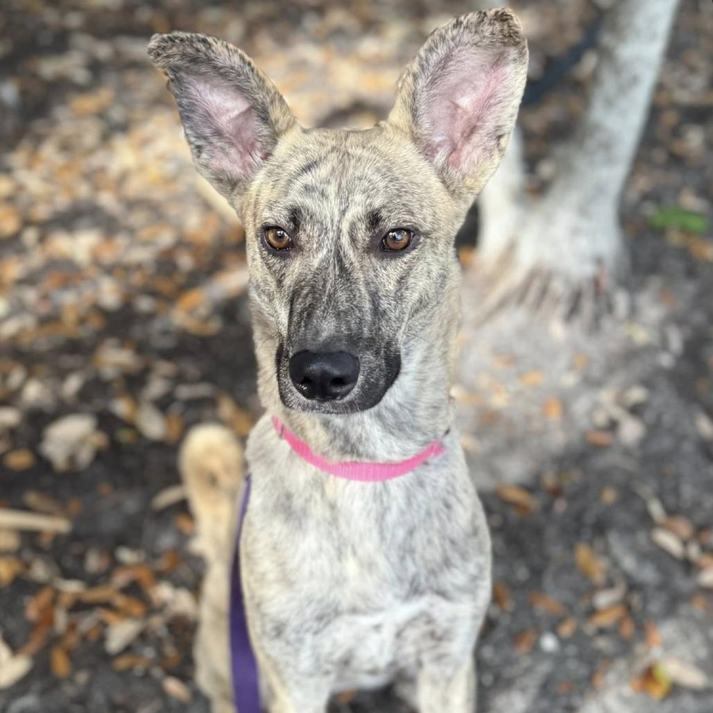 Enlarge Veve, a Adoptable Mixed Breed in Sarasota, FL image 2/6