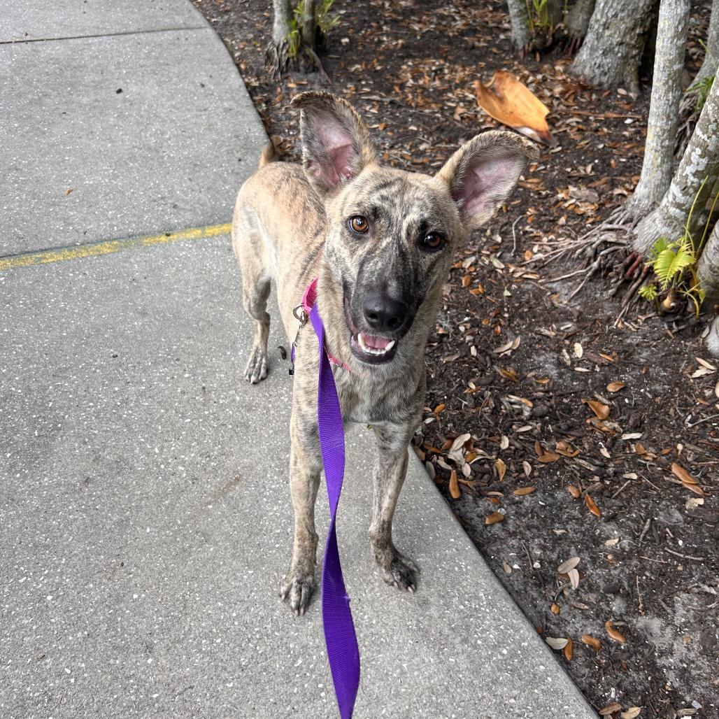 Enlarge Veve, a Adoptable Mixed Breed in Sarasota, FL image 3/6