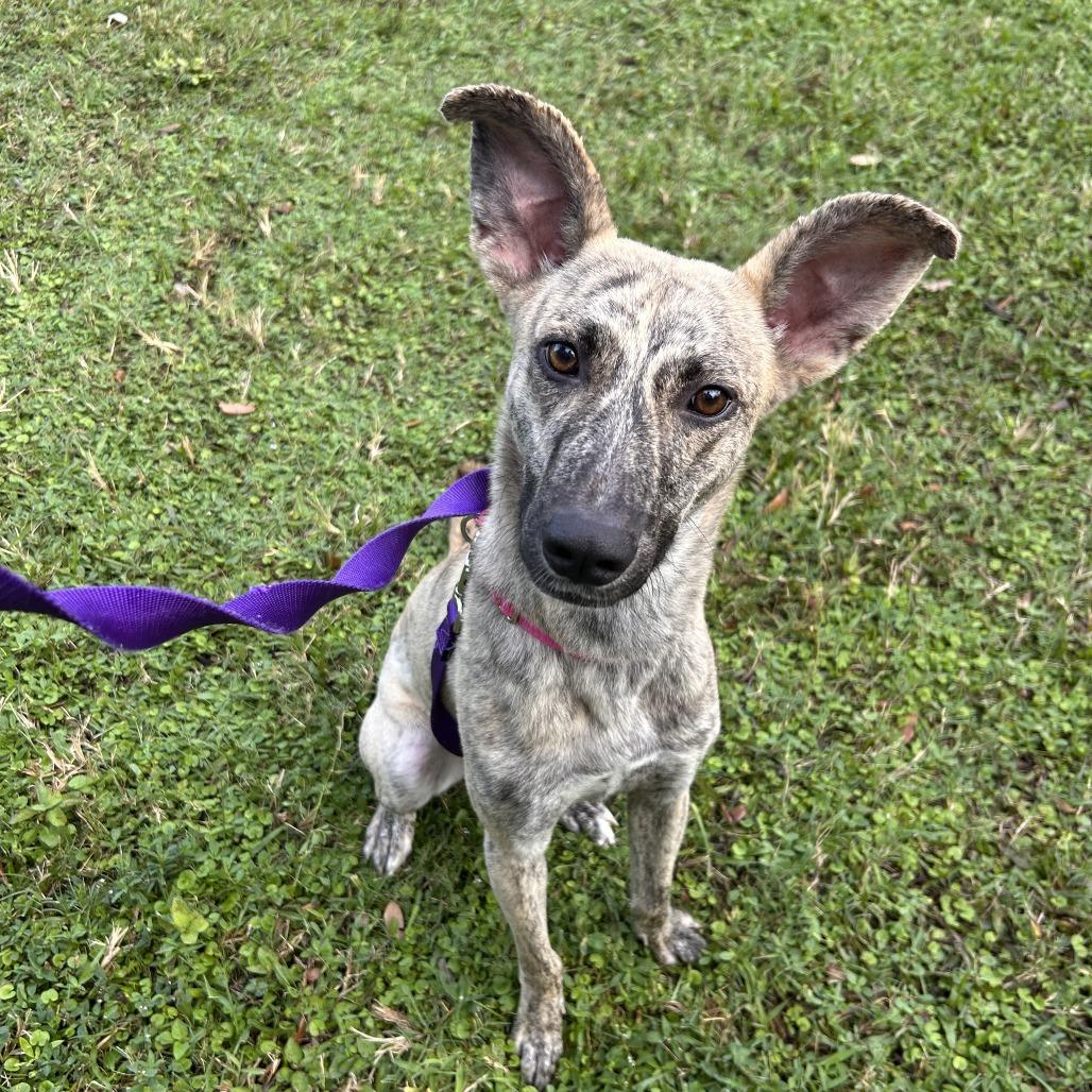 Enlarge Veve, a Adoptable Mixed Breed in Sarasota, FL image 4/6