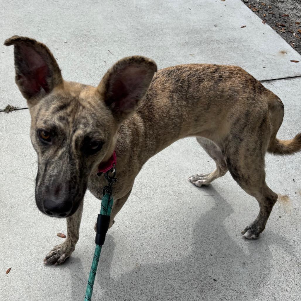 Enlarge Veve, a Adoptable Mixed Breed in Sarasota, FL image 5/6