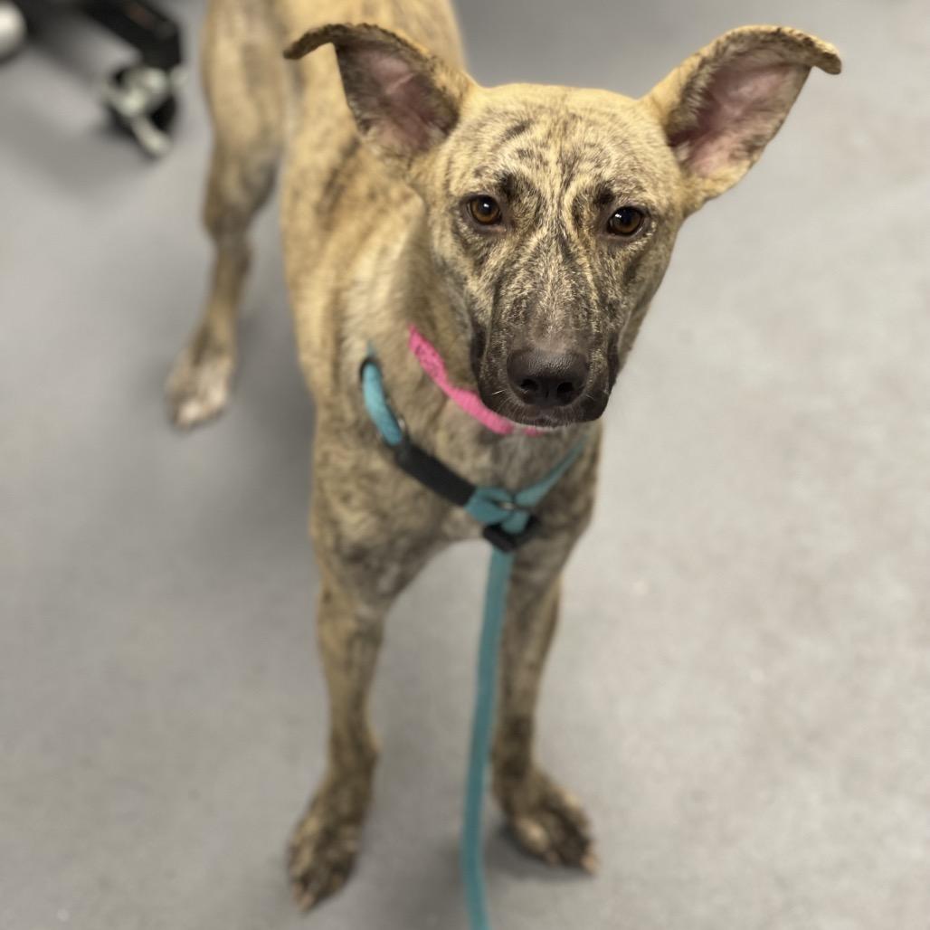 Enlarge Veve, a Adoptable Mixed Breed in Sarasota, FL image 6/6