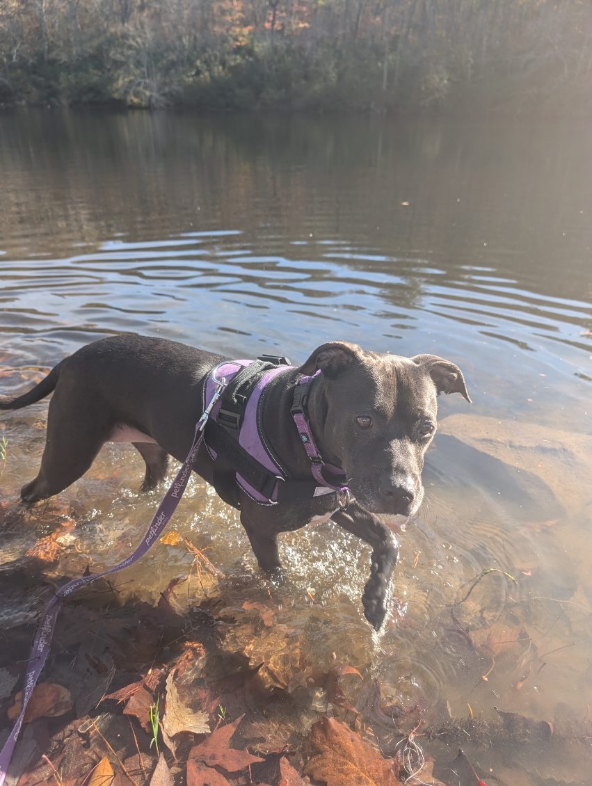 Sadie, a Adoptable mixed breed in Huntsville, AL image 2/5