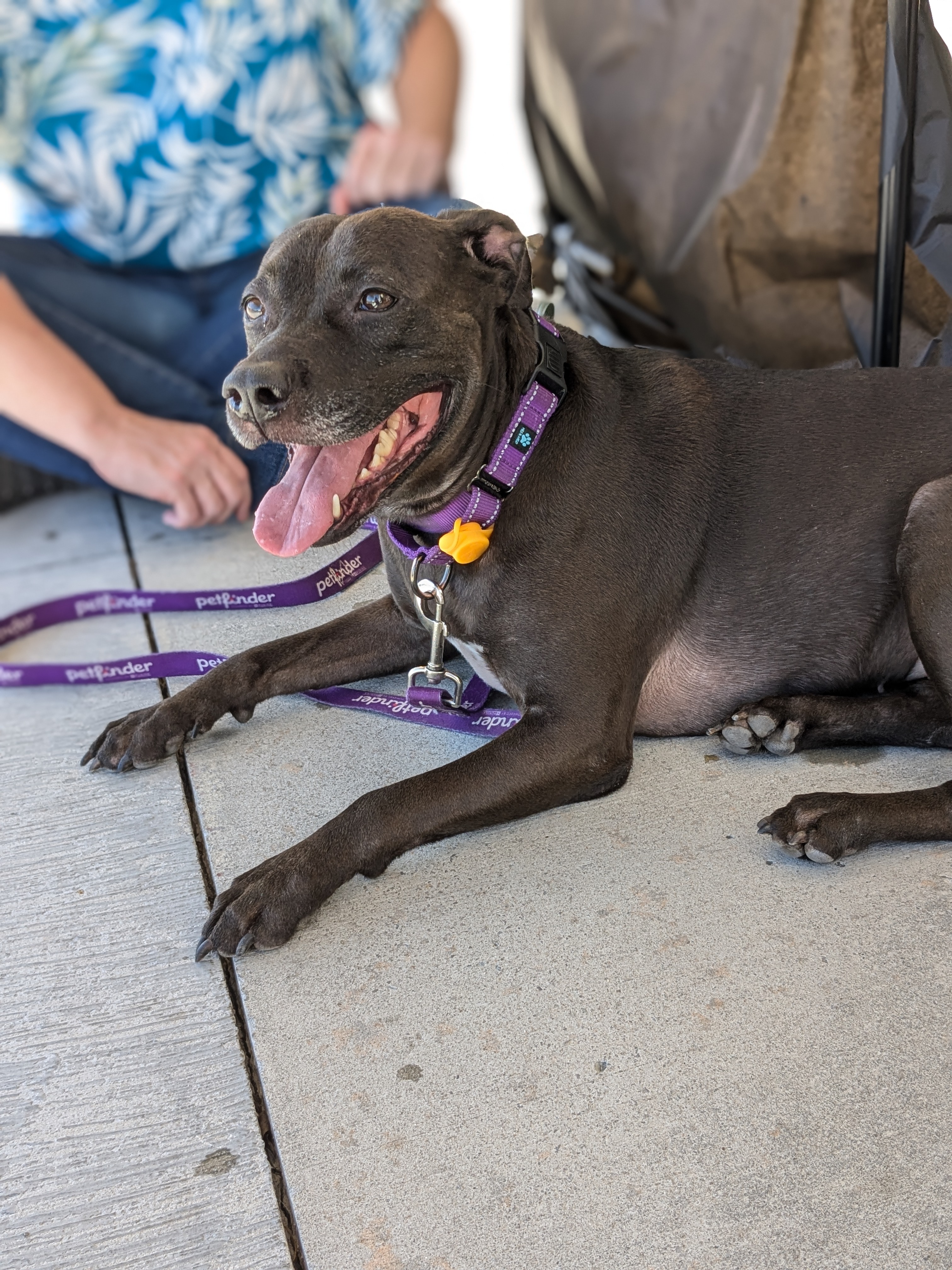 Sadie, a Adoptable mixed breed in Huntsville, AL image 1/5