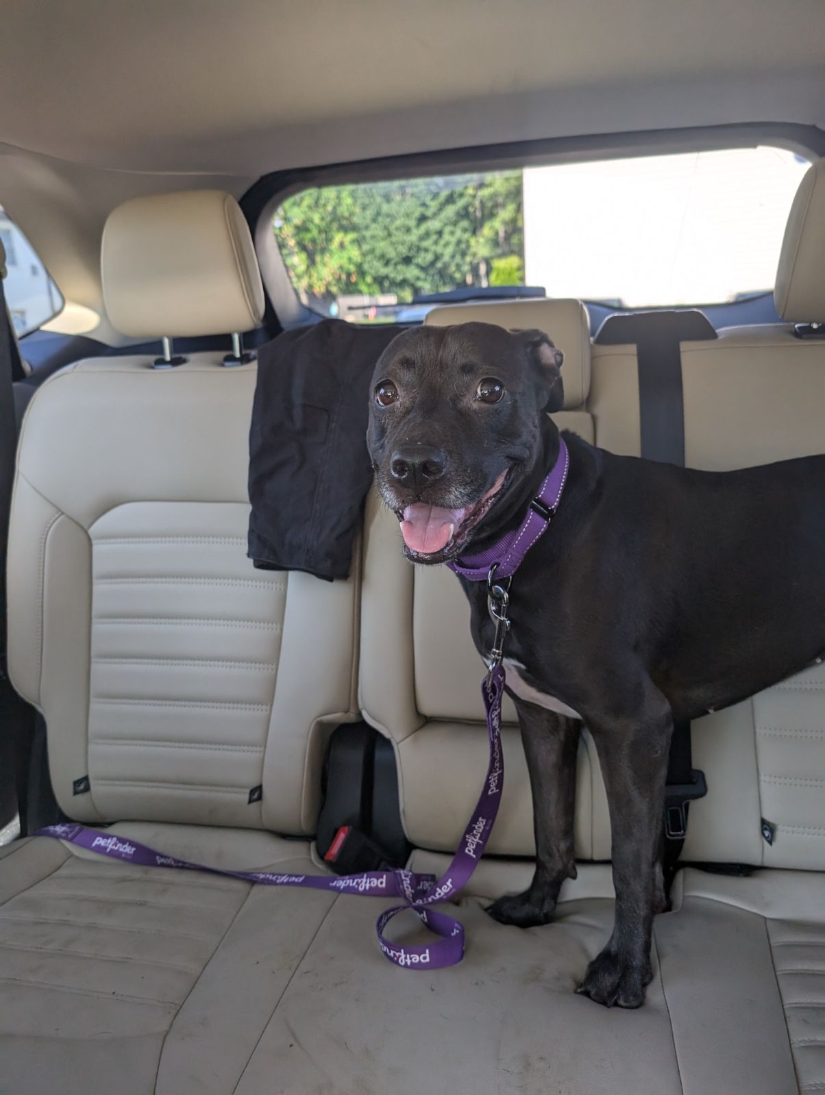 Sadie, a Adoptable mixed breed in Huntsville, AL image 4/5