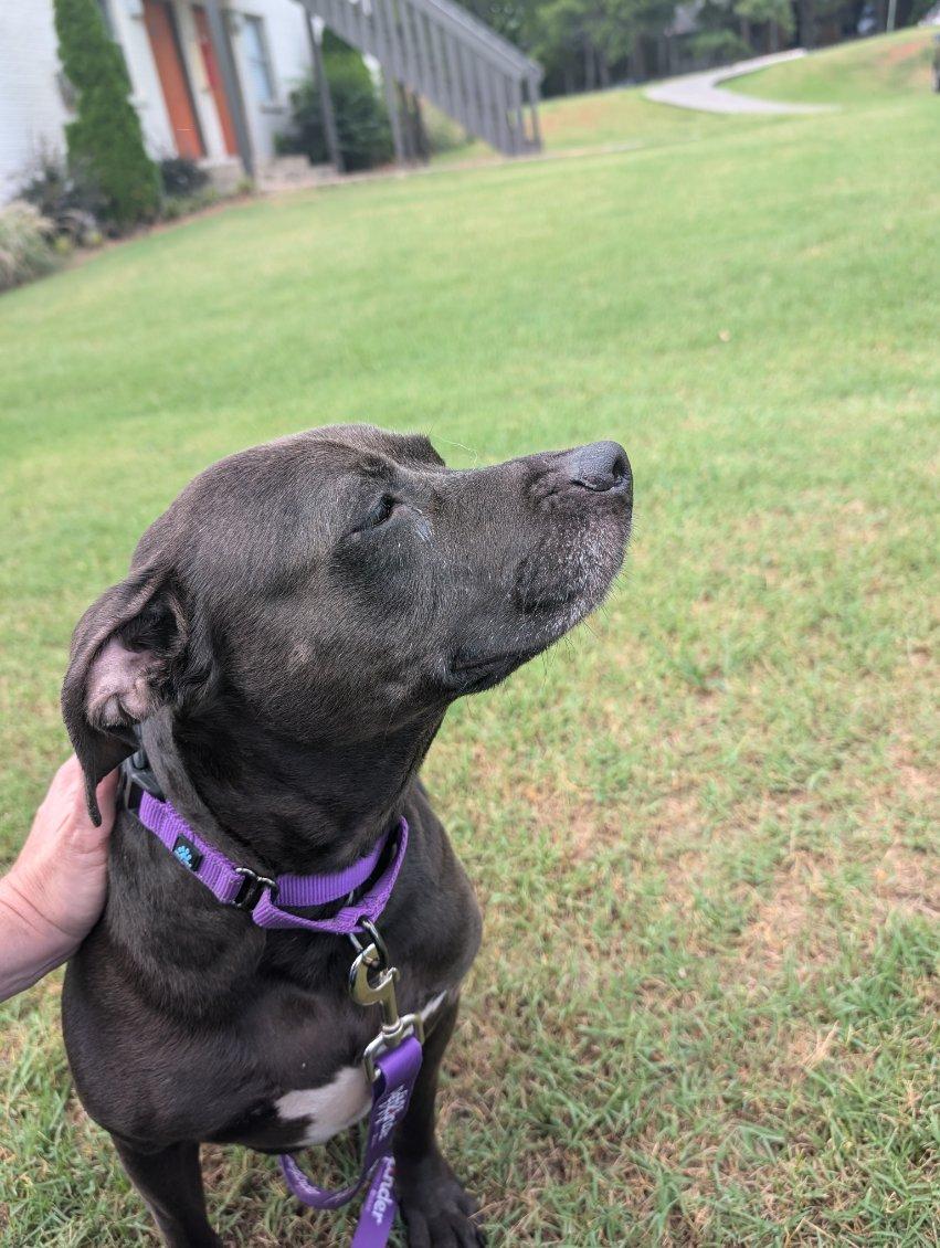 Sadie, a Adoptable mixed breed in Huntsville, AL image 5/5